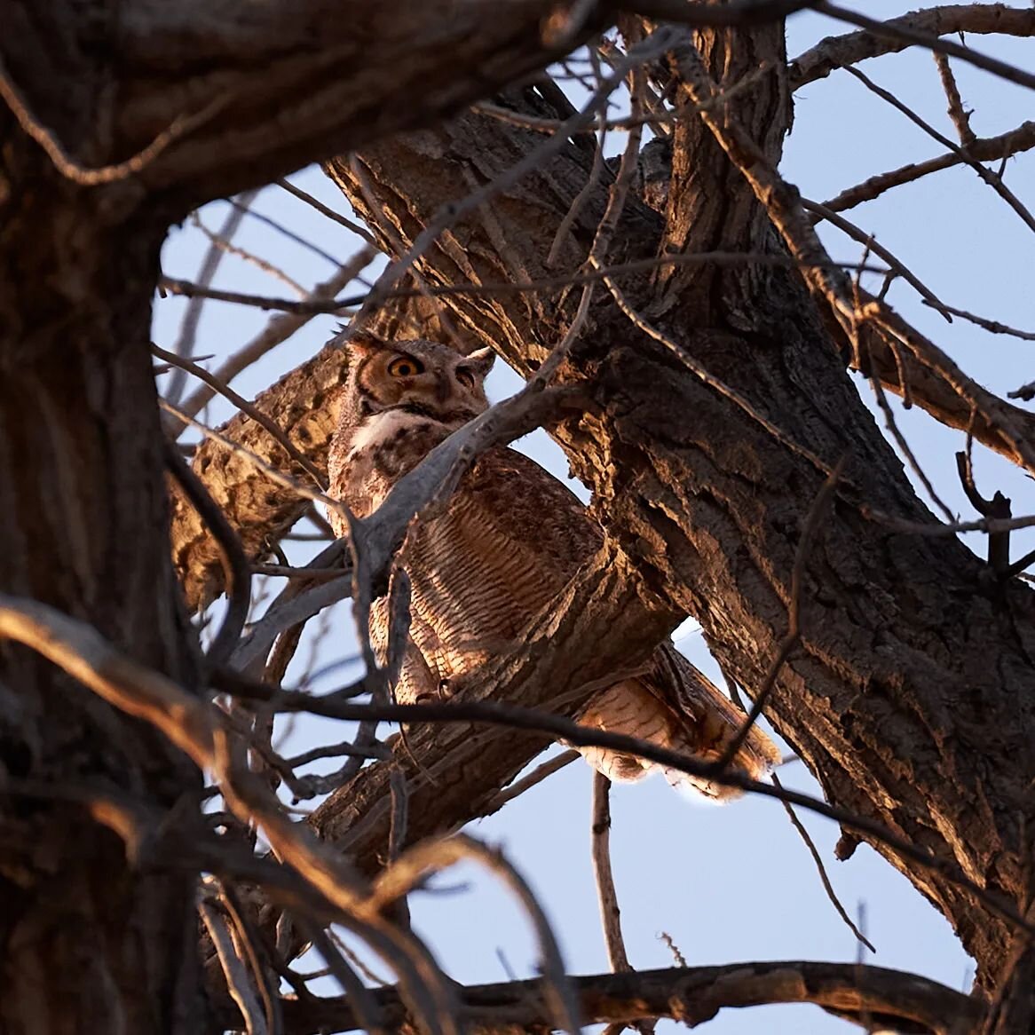 Another shot of this beautiful Great Horned Owl. Can't wait to go visit these guys again. Unfortunately probably won't be until at least this weekend since I just dropped off my Jeep for some modifications. Should have it back by this weekend. The mo