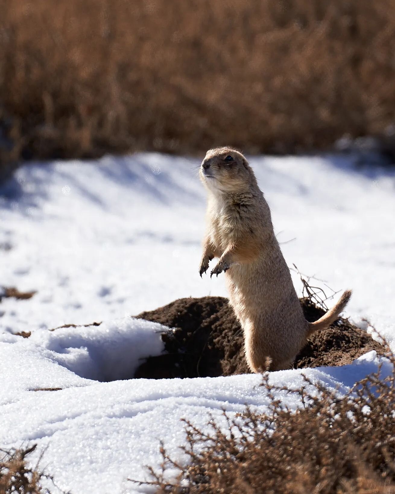 Spring, is that you playa?

Just a Prarie Dog checking out the conditions.

#prairiedog #natgeoyourshot #wildlifephotographer