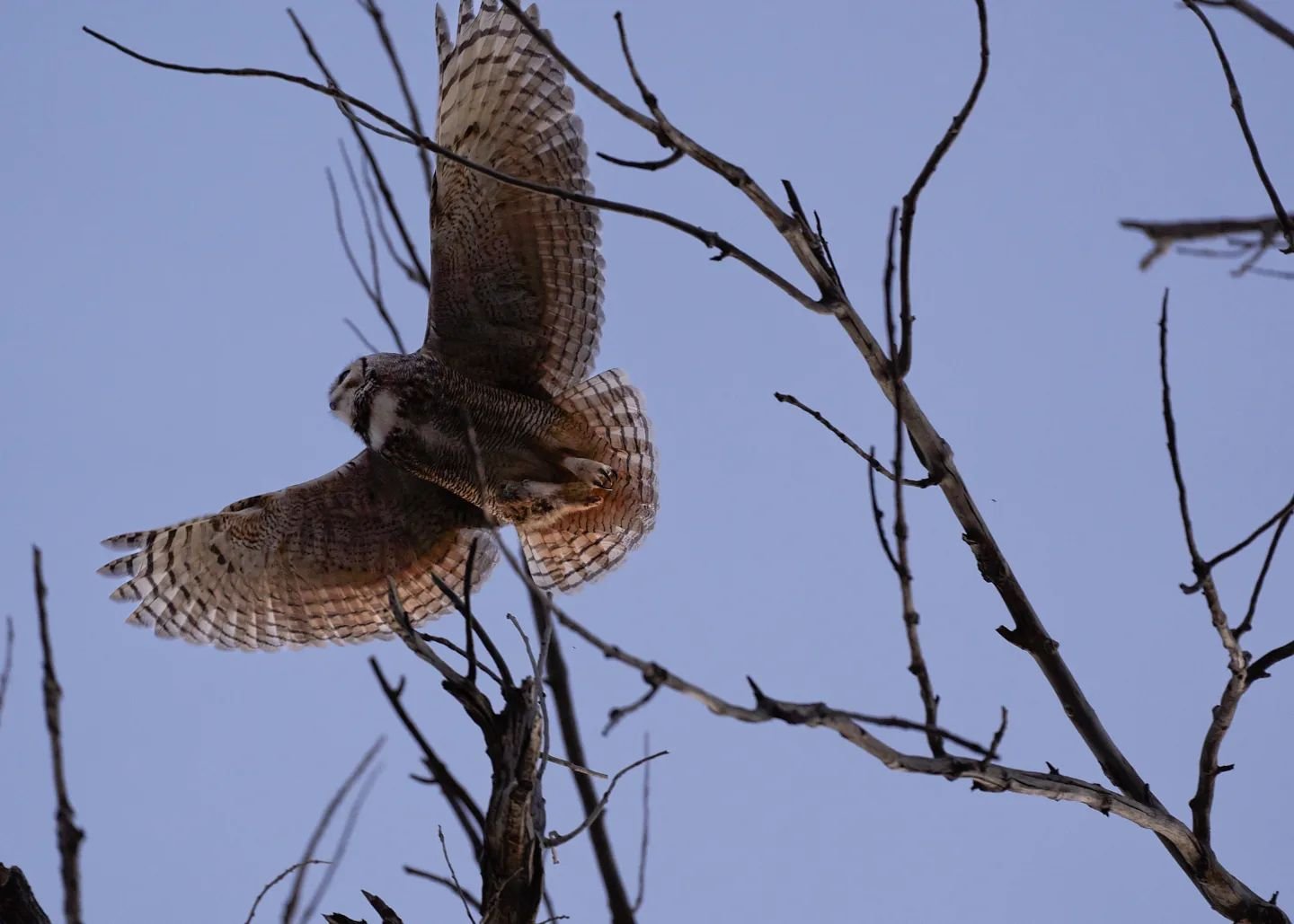 Go back to the same place. Learn the animals you are trying to observe. It will do you a world of difference in your wildlife photography!

This was my forth trip back and the Owl pair were out and about. This time, they didn't just sit in the same t