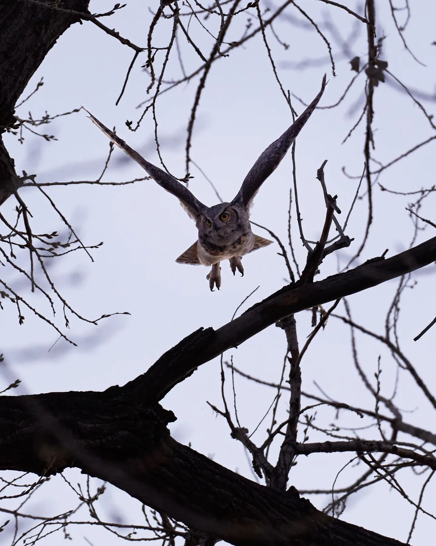 Few more Great Horned Owl shots I'm pretty excited about. I attempted to snag these photos thinking it was too dark, too many branches, the owl flew to fast. But I still tried, always try. You never know what you're going to get on the other side of 