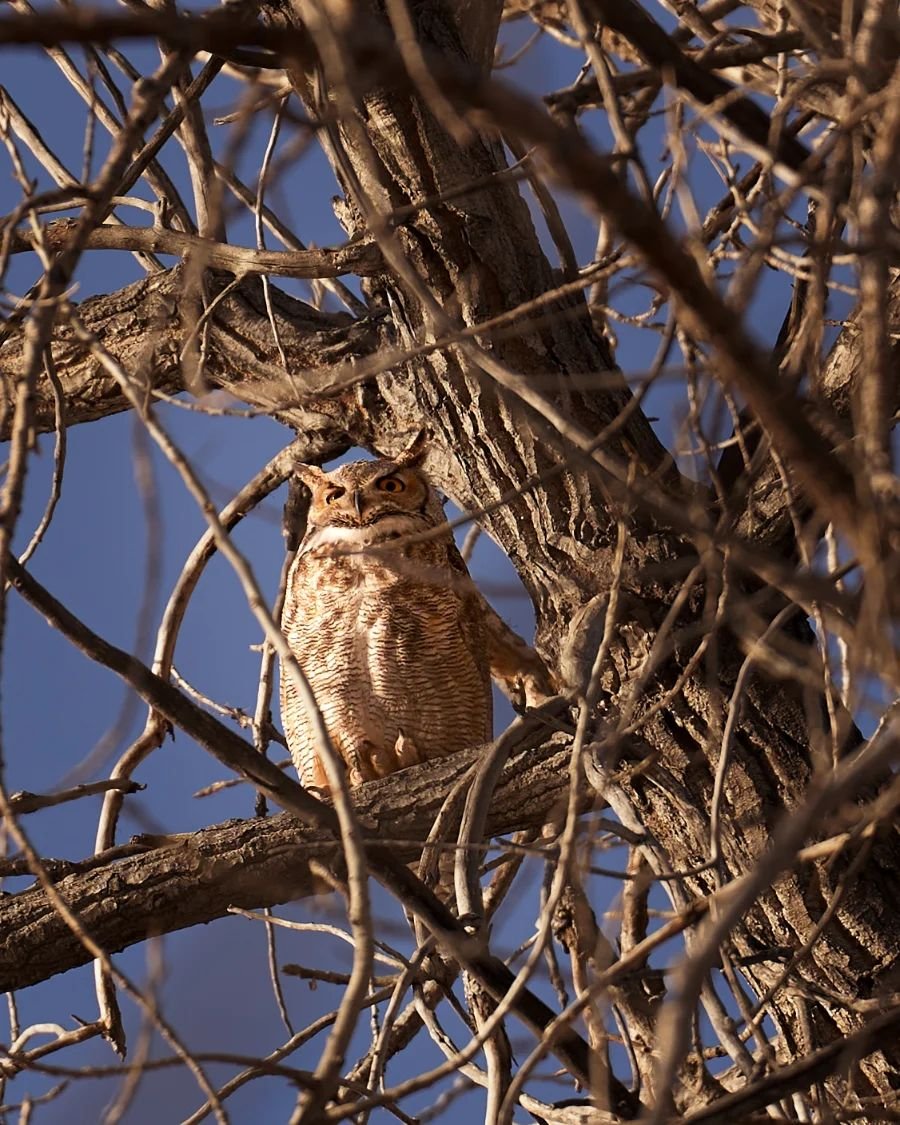 Another Great Horned Owl shot. Hootie hoo. 🦉

I feel like i haven't been out in days! Attempting my first, after plague, hike today 😂 Going to take it slow and do what my body allows. Super stoked to be getting outdoors in general though.

Visited 