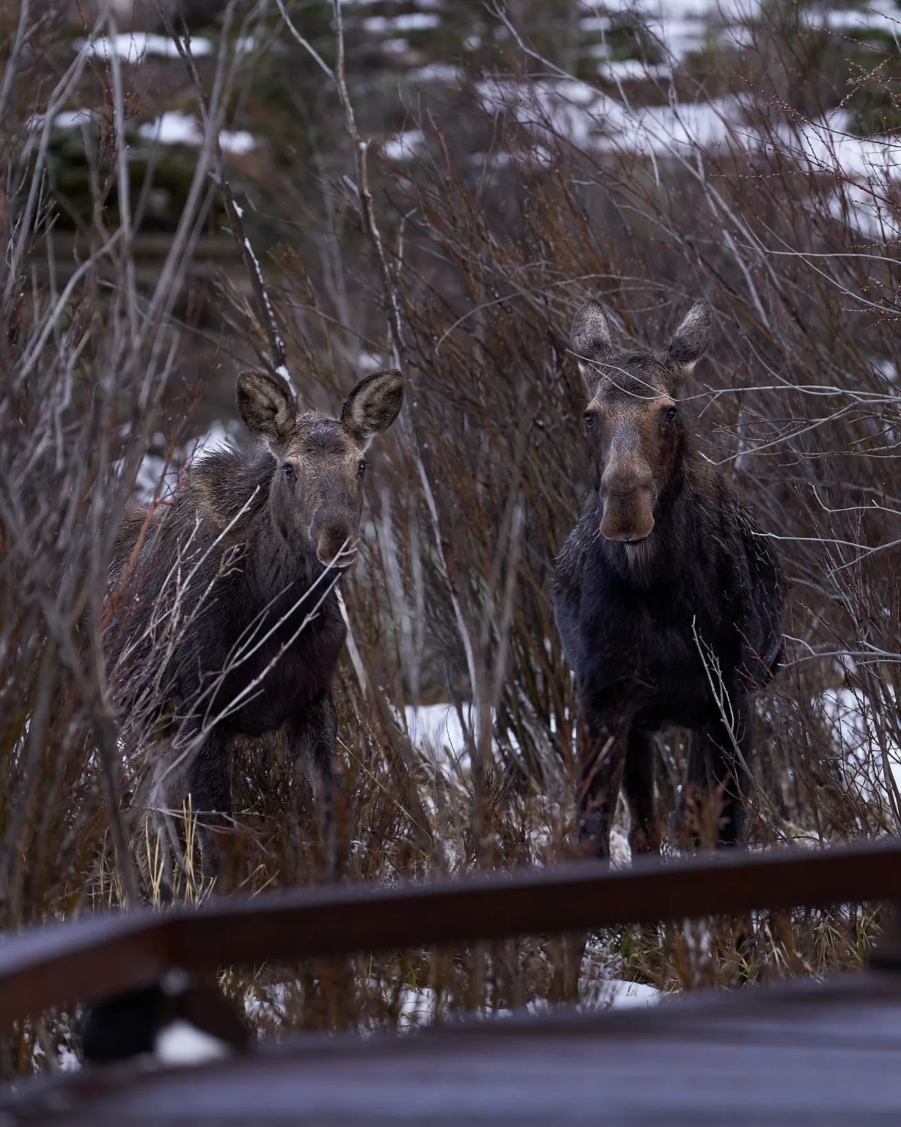 Happy MOOSE Monday!

Always be alert when you're out in nature walking on trails, these beauties could be standing on or next to the trail, casually having a afternoon snack. Don't want to spook them!

Always remember to keep your distance and leave 