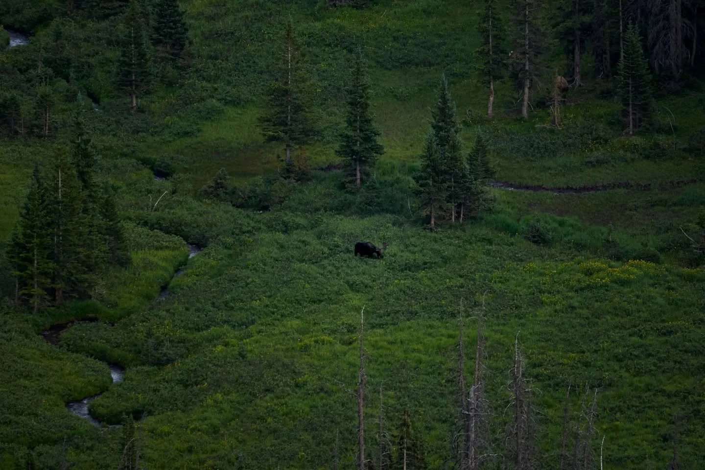 This was fun to watch. I was driving up Old Fall River Rd and saw a group of people looking through their binoculars at this Moose so I stopped to check things out. This guy was far far, taken at 600mm and still cropped in a tad.

Anyhow, I got my ca