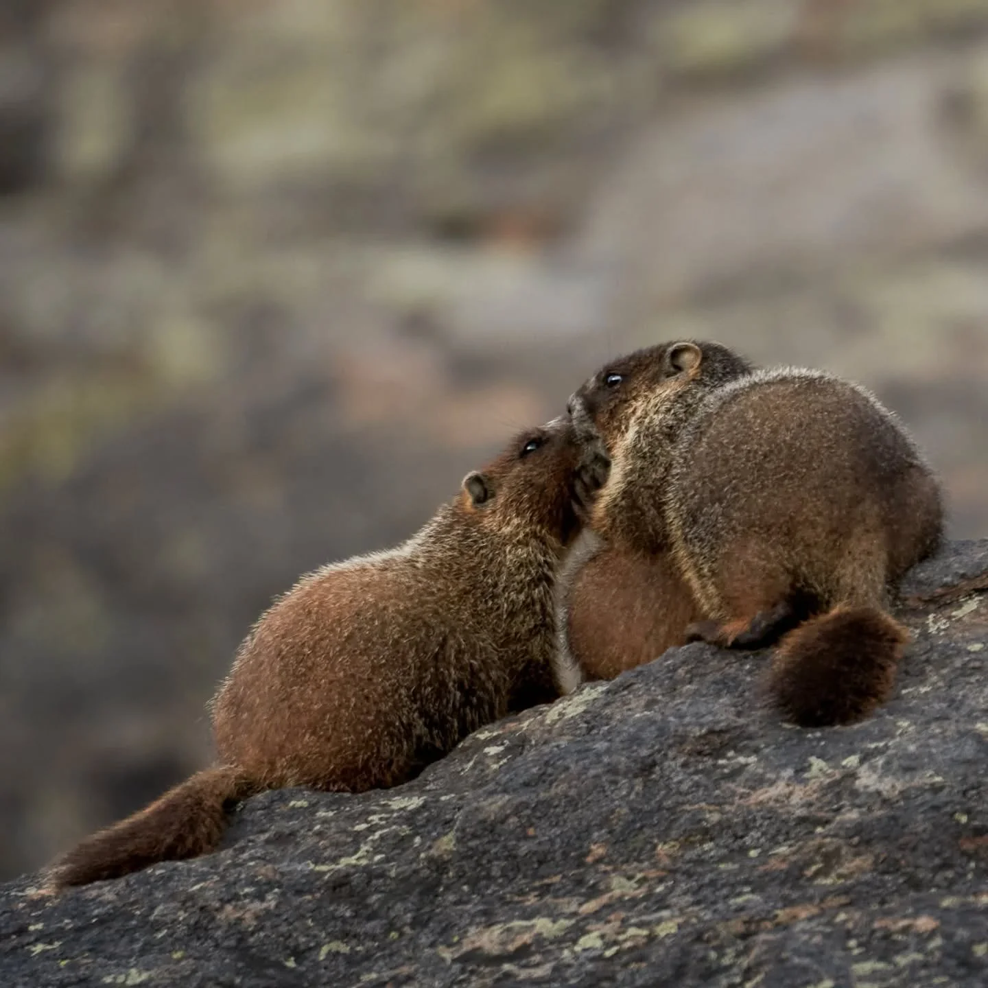 &quot;At first we were kissing like this, then like thissss and hey that's enough!&quot; - Marmot talk

#sonyshooter #coloradophotographer #wildlifephotography #marmot #kissing
