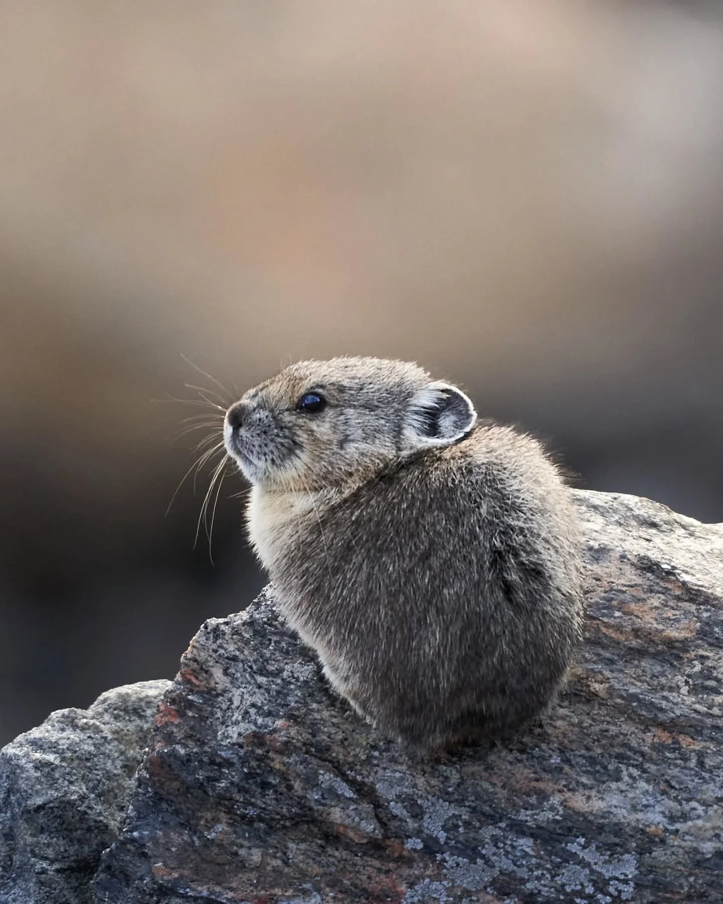 Happy Wednesday, friends! I cant get enough of these cuties. 😊 Hope this Lil Pika encourages you to have a great day.

Taken with my @sonyalpha a7iii, paired with my 200-600mm lens. Edited with @captureone