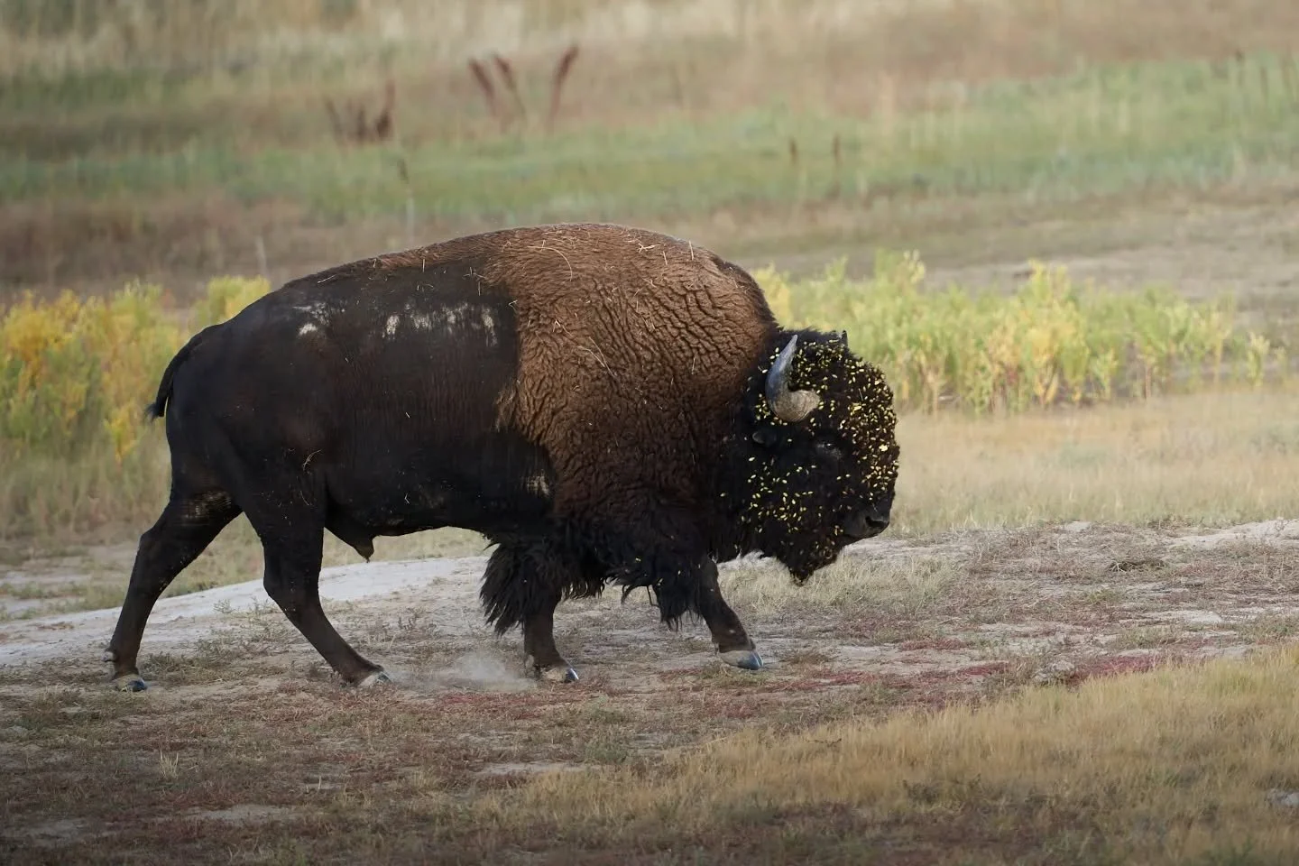 Happy Monday, friends! Hope you didn't wakeup this morning, wondering if you stuck your face straight in a bush like this guy 😅 He must have had a real wild weekend.

How was yalls weekend? I ended up camping Friday night and taking the new jeep on 