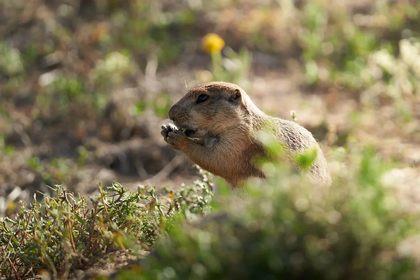 Happy Friday, friends. Hope everyone takes a play from this cute prairie dogs book and gets to go foraging in the sun this weekend before these few snow storms roll in back to back.