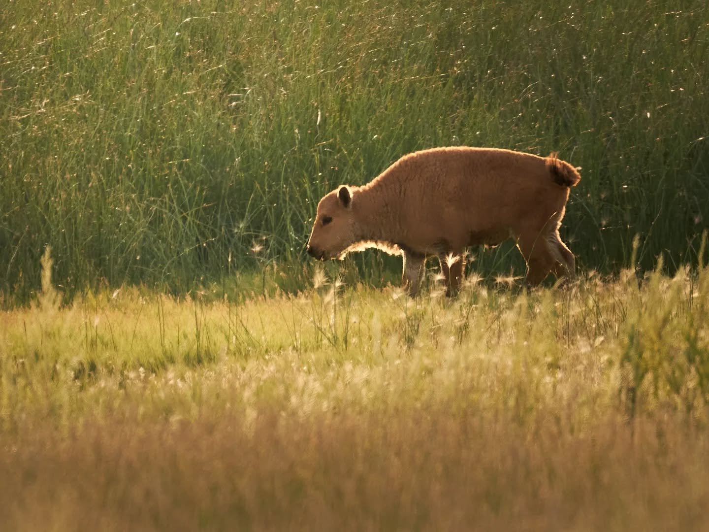 Baby Bison! Taking a stroll with momma in the golden hour. Happy Friday yall.