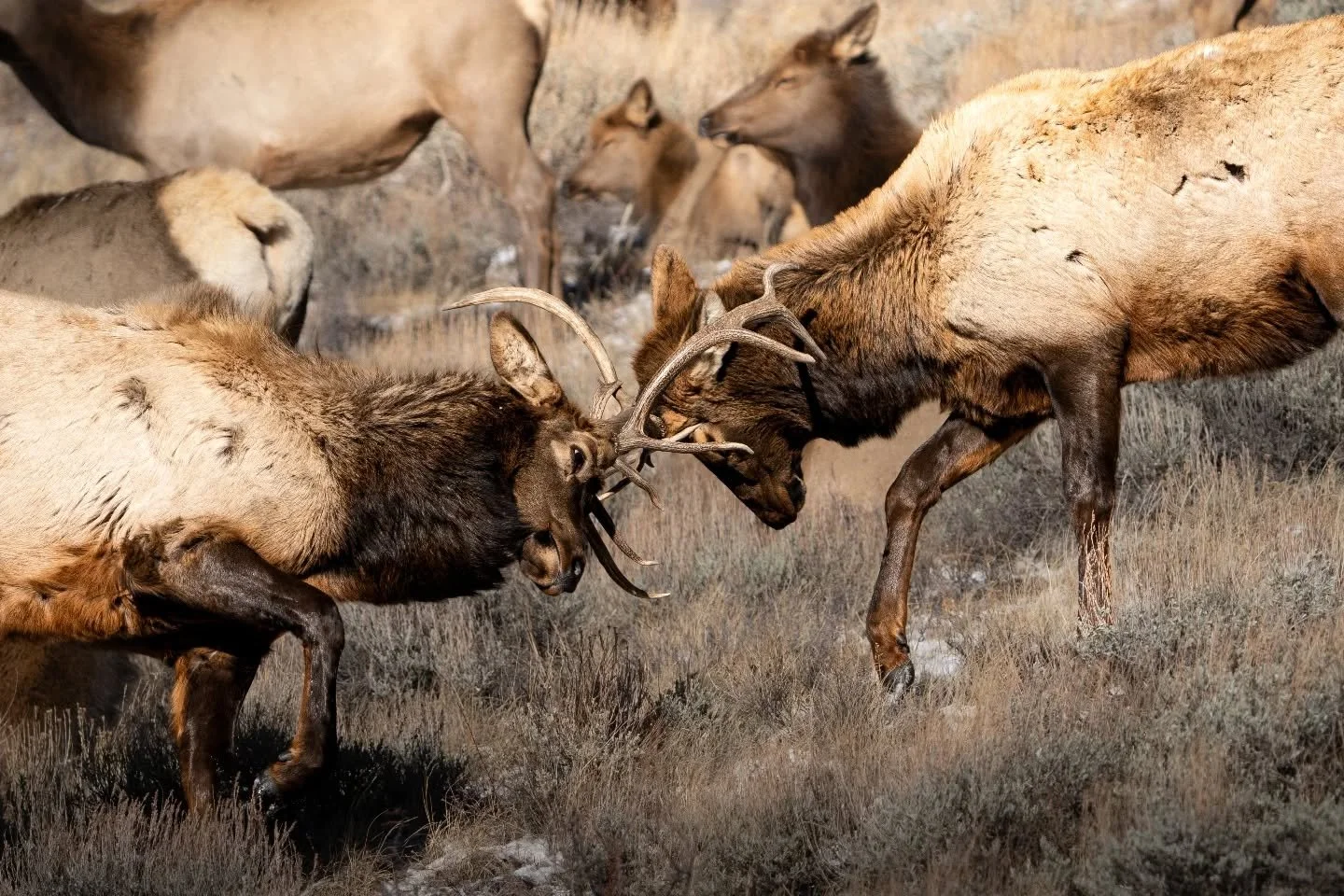 A lil elk scuffle for your Sunday afternoon.