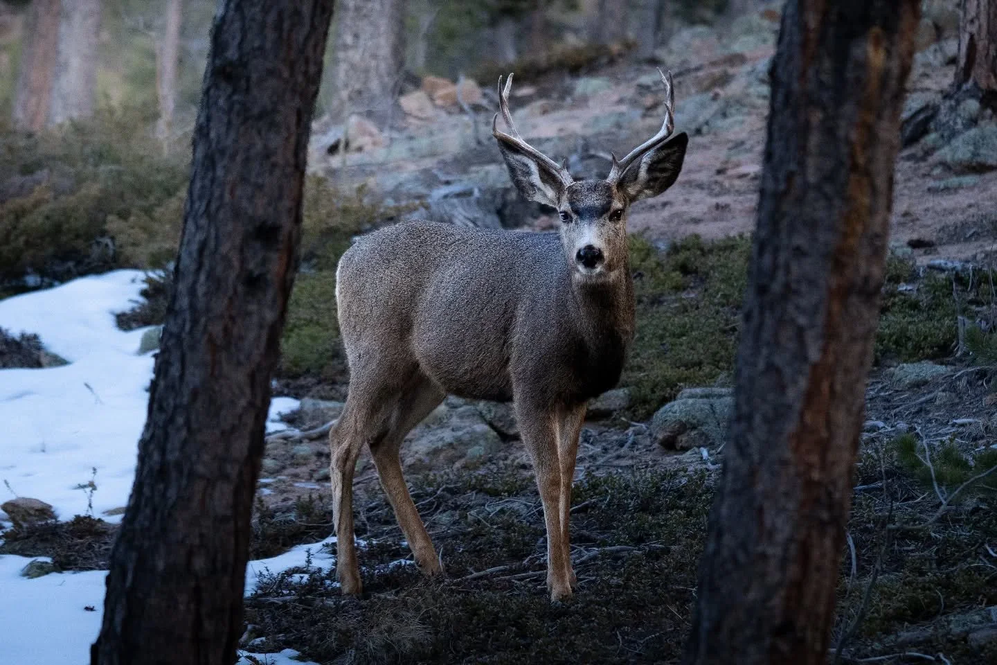 Look at this cute Mule Deer standing alert with his modest set of antlers. I feel like he's wondering "are you friend or foe?"