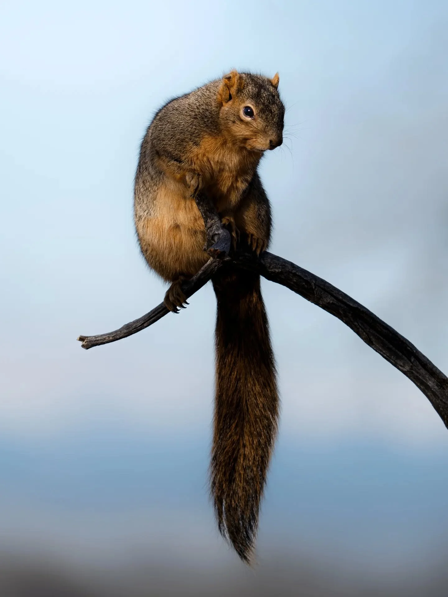 Happy Monday, friends! Don't forget to appreciate the more daily wildlife in our lives ❤️

I was super excited when I went to photo this lil cutie, as the mountains where in the background and there were no other sticks cluttering up the scene 😂 I a