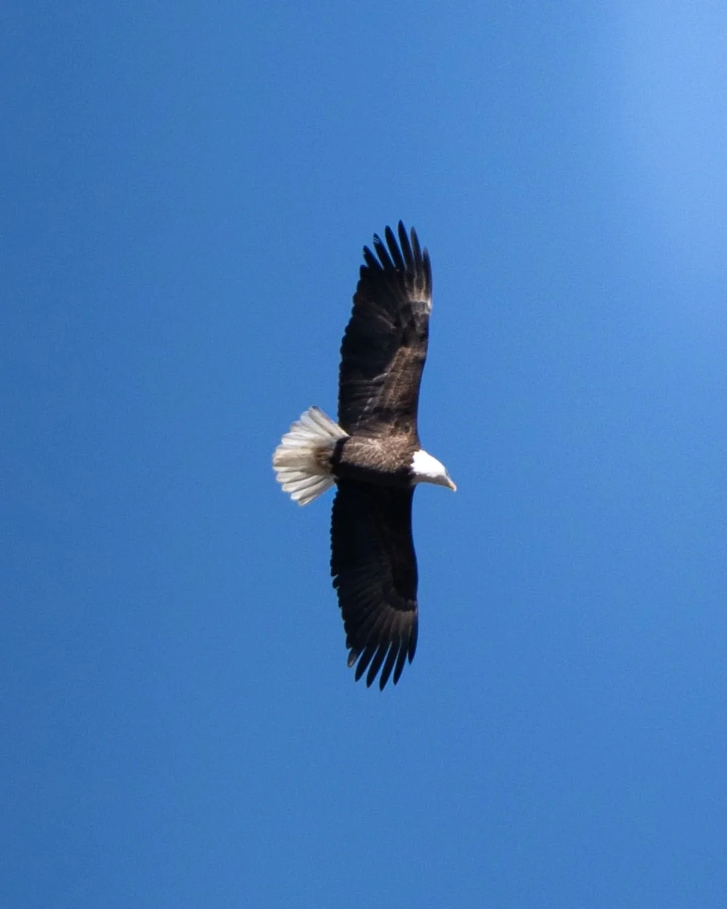 🦅 Did you know? Bald Eagles change colors as they grow. They go through a molting period every year, for up to 5 years, losing feathers as they grow into their adult form.

Juvenile Bald Eagles
&bull; Mostly dark brown
&bull; Patchy white spots
&bul