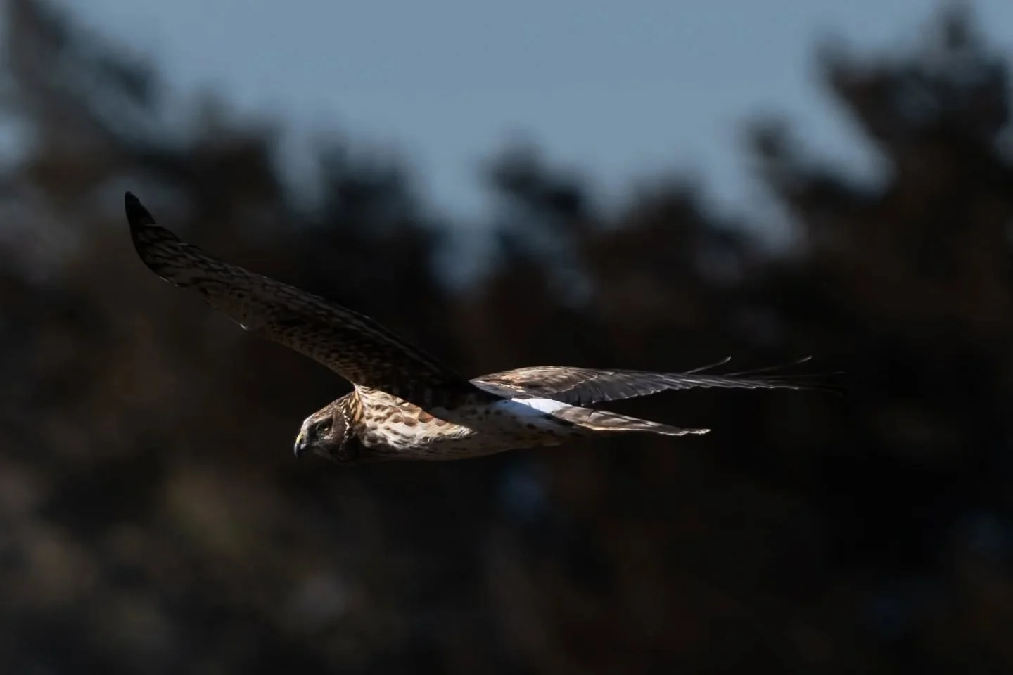 Northern Harrier, looking for it's next prey to pounce on.

Shot with my @sonyalpha a7iii and the 200-600g master lens. Edited in @lightroom