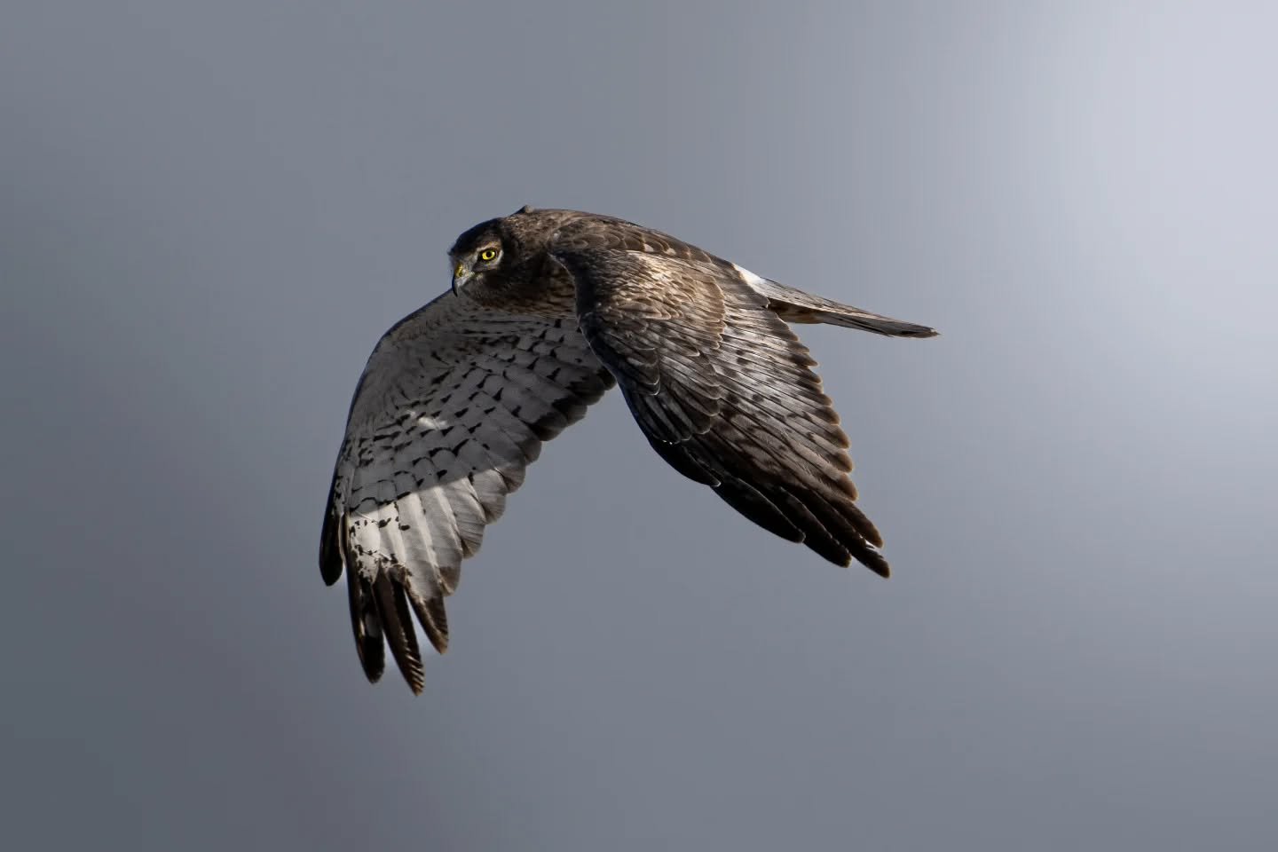 That eye contact though 👀 Piercing right through me. Can't get enough of this Northern Great Harrier. 

This photo has entered my set of current favorites 😊 Shot on my @sony a7iii paired with the 200-600 g master lens. Edited in @lightroom

#birdso