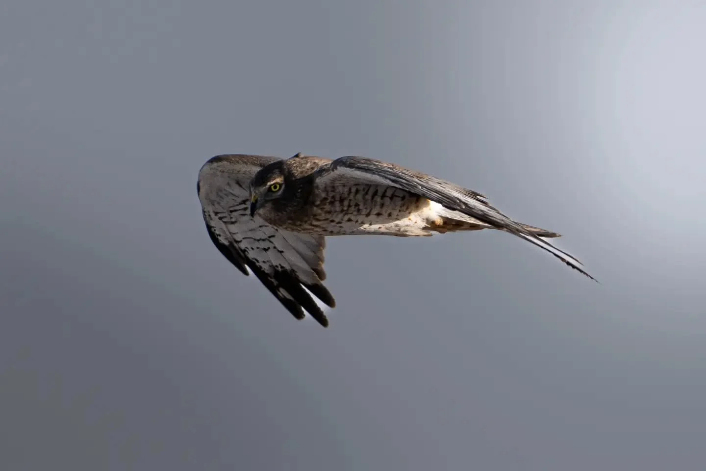 Happy Monday, friends. I can't get enough of these Harrier photos. How was your weekend?