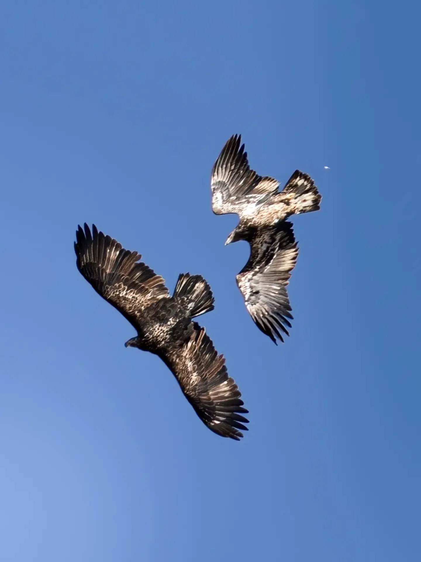 Happy Tuesday friends. Two juvenile bald eagles playing around in the sky. 😍