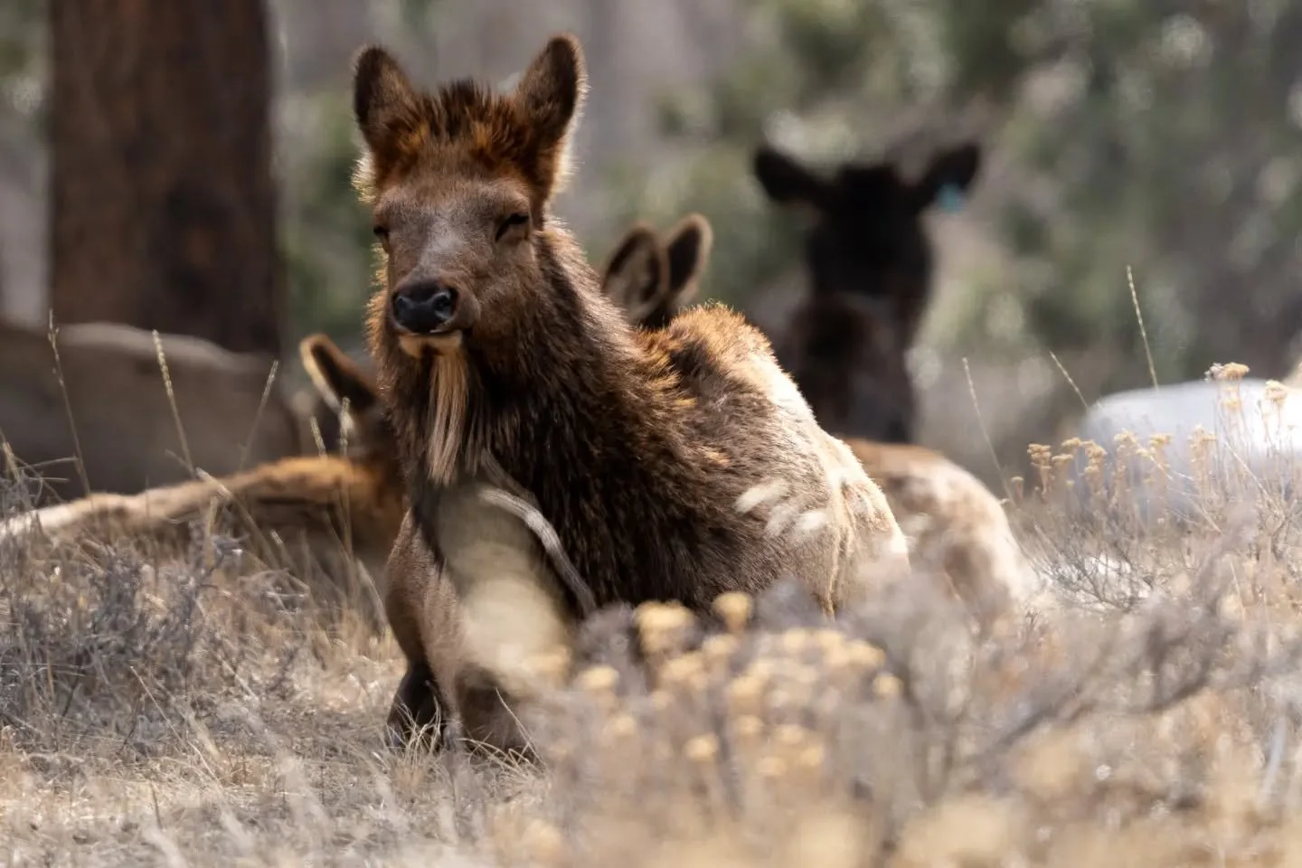 Happy Friday, friends. This elks goatee really gives him some personality.