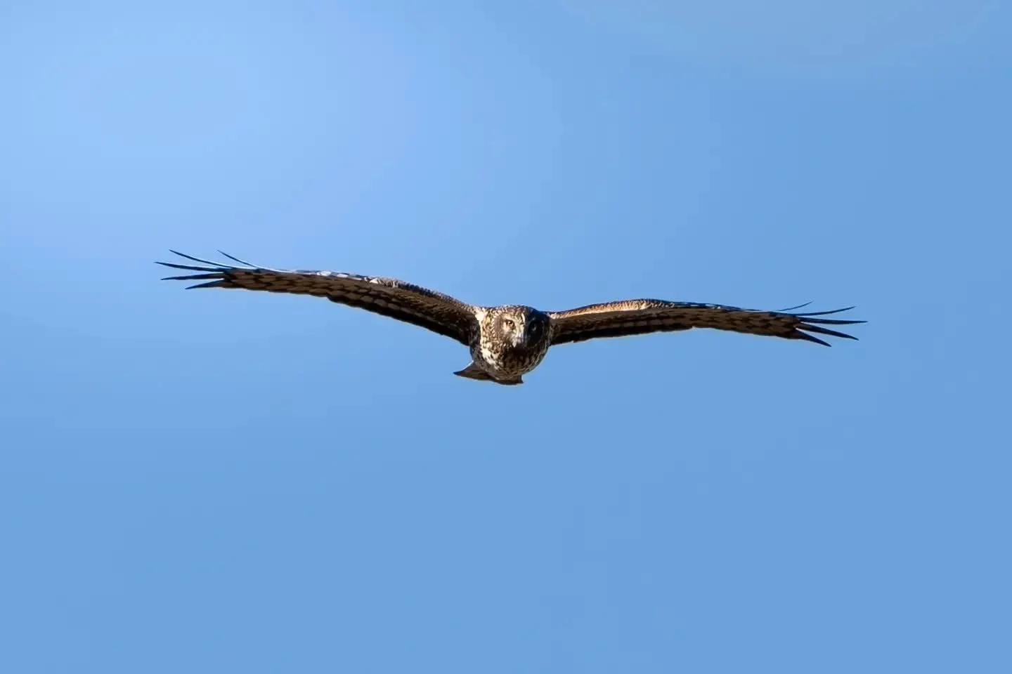 What if I started posting at the most obscure times? These algorithms don't t try to help us creators anyhow.

Almost out of these bird pics. Need to get out one morning and have another good day. This Harrier was out when it was bright, I do have an