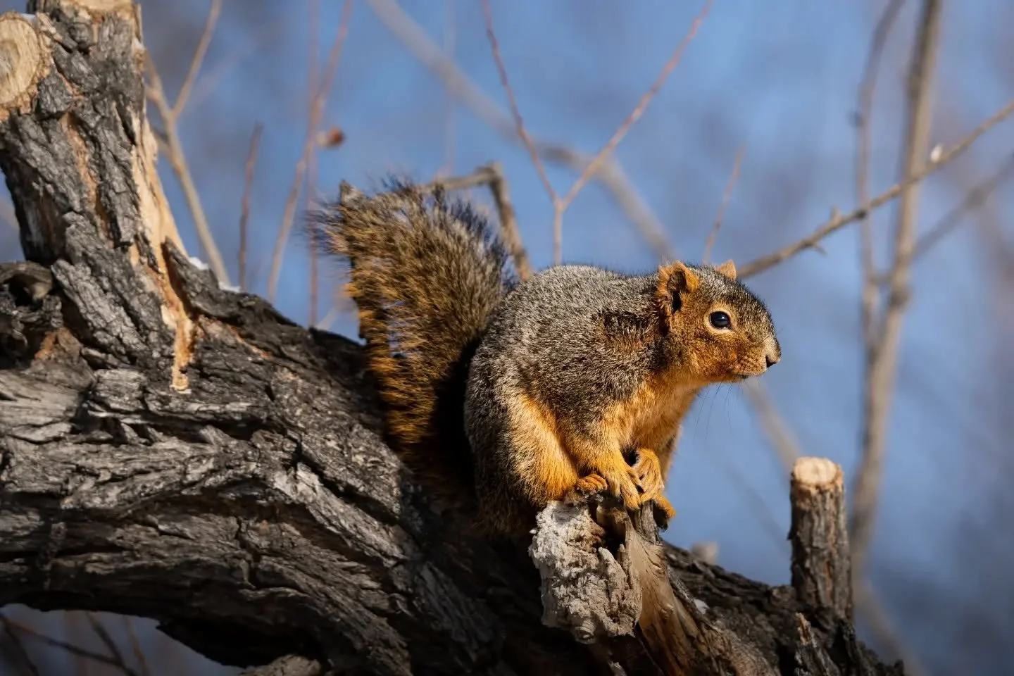 Squirrel love for your Tuesday afternoon. 🥰
