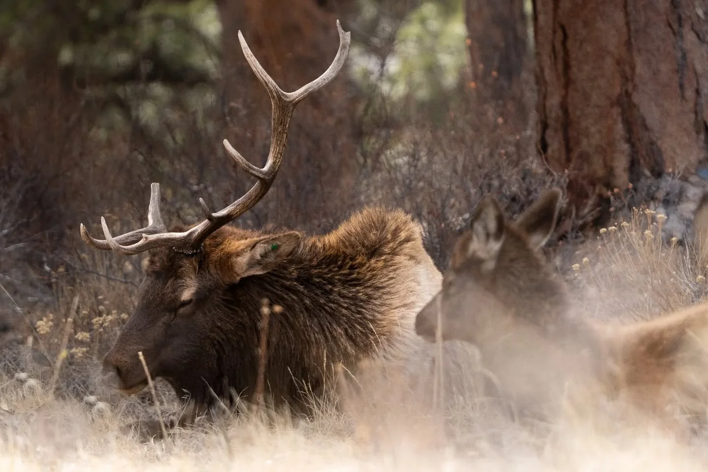 Wish I were napping, like these cuties are. Happy hump day, friends.