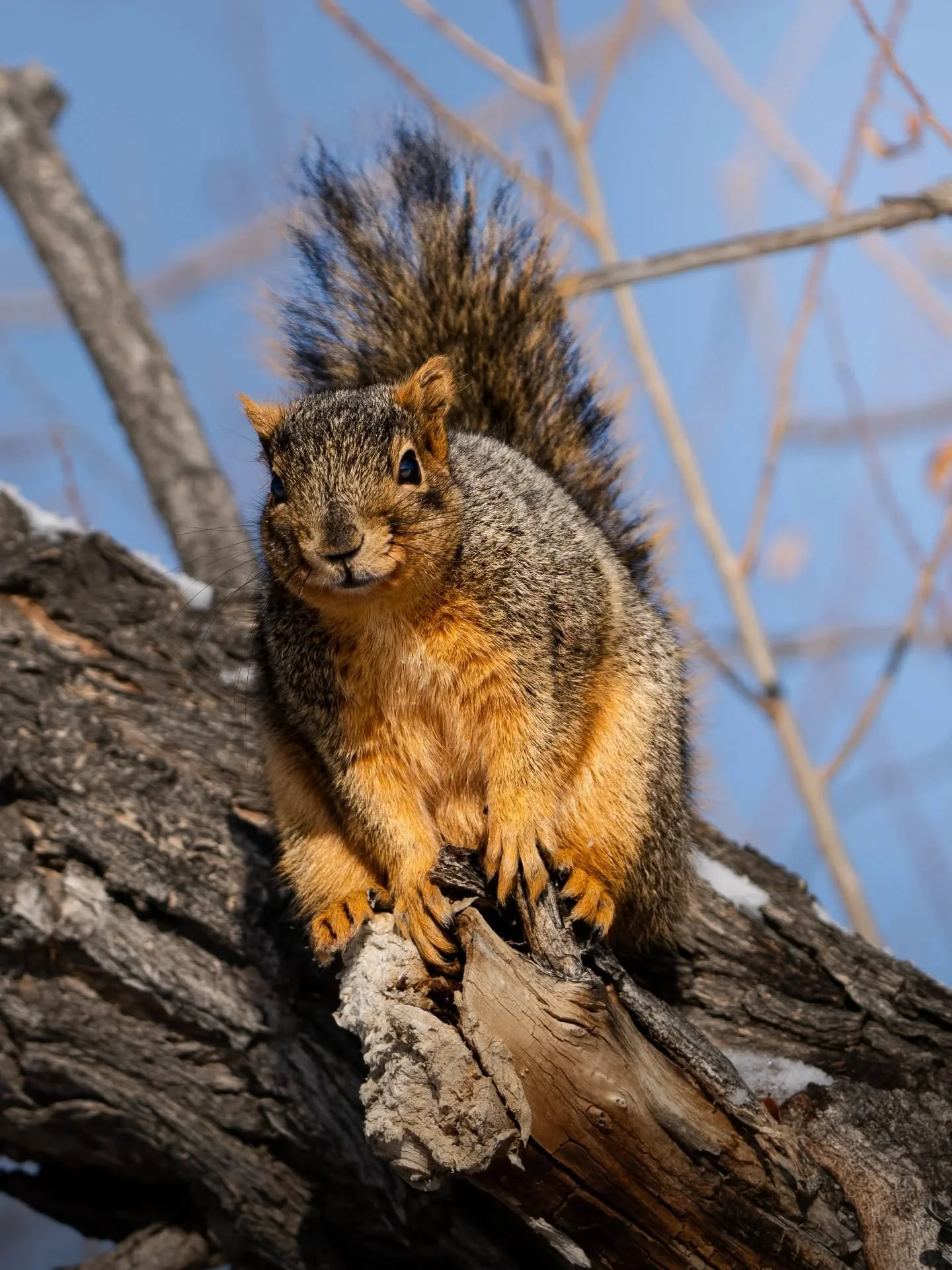 Happy Friday, friends. Will we be able to play in the snow finally here in CO? I think/hope so 😂 We've had so many 70 degree days this February, which isn't normal for here. Thankful for the recent snow storms that hit the mountains the last few nig