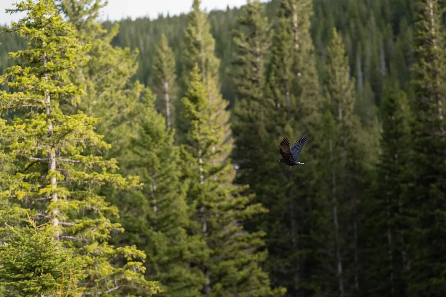 Silently passing through 🕊️

#sonyalphafemale #wildlifephotographer #coloradowildlife #tiftuesday