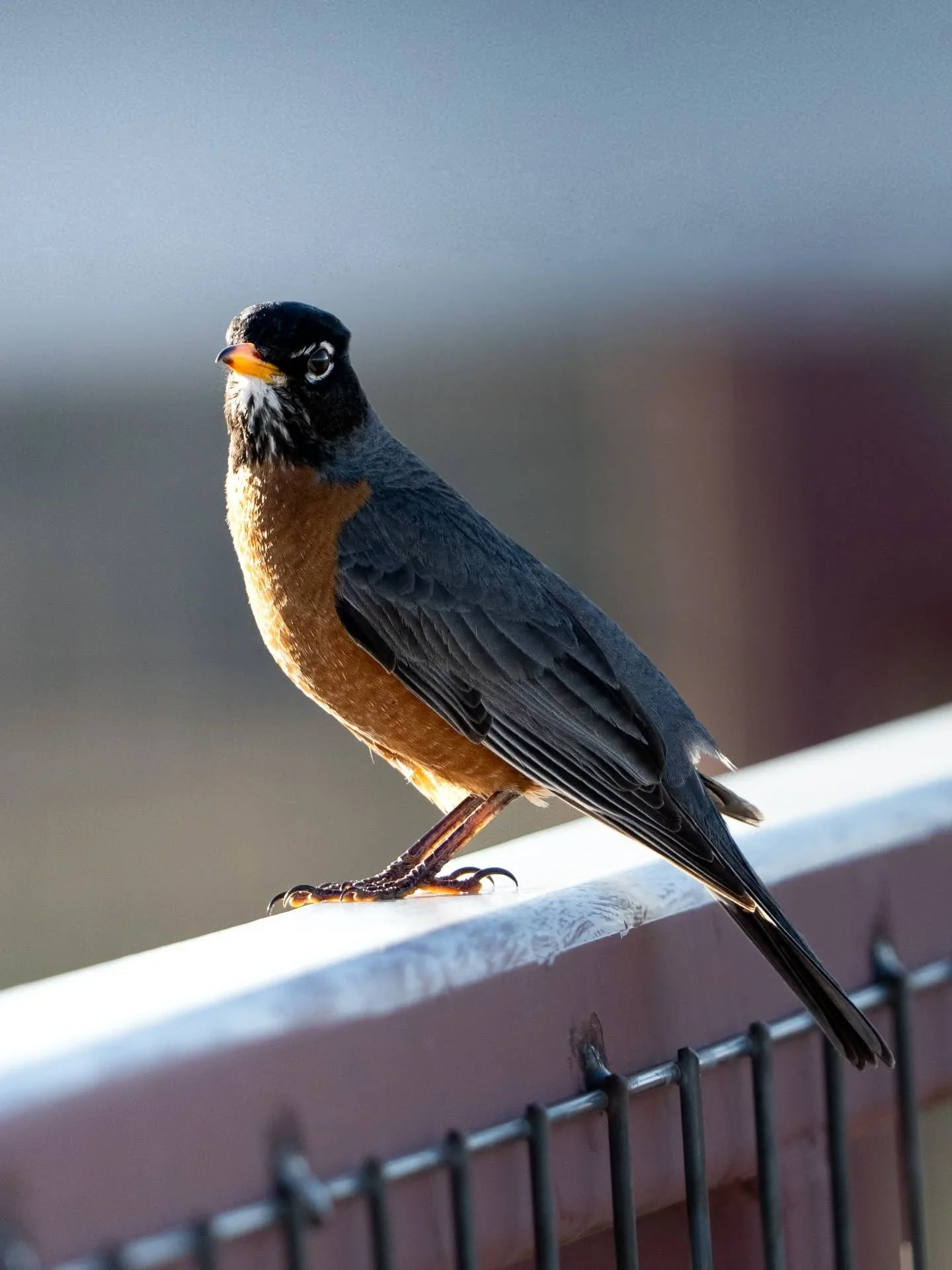 An American Robin, looking ever so curious. Wonder what this lil fella is thinking?

#sonyalphafemale #wildlifephotographer #coloradowildlife #birdsofinstagram