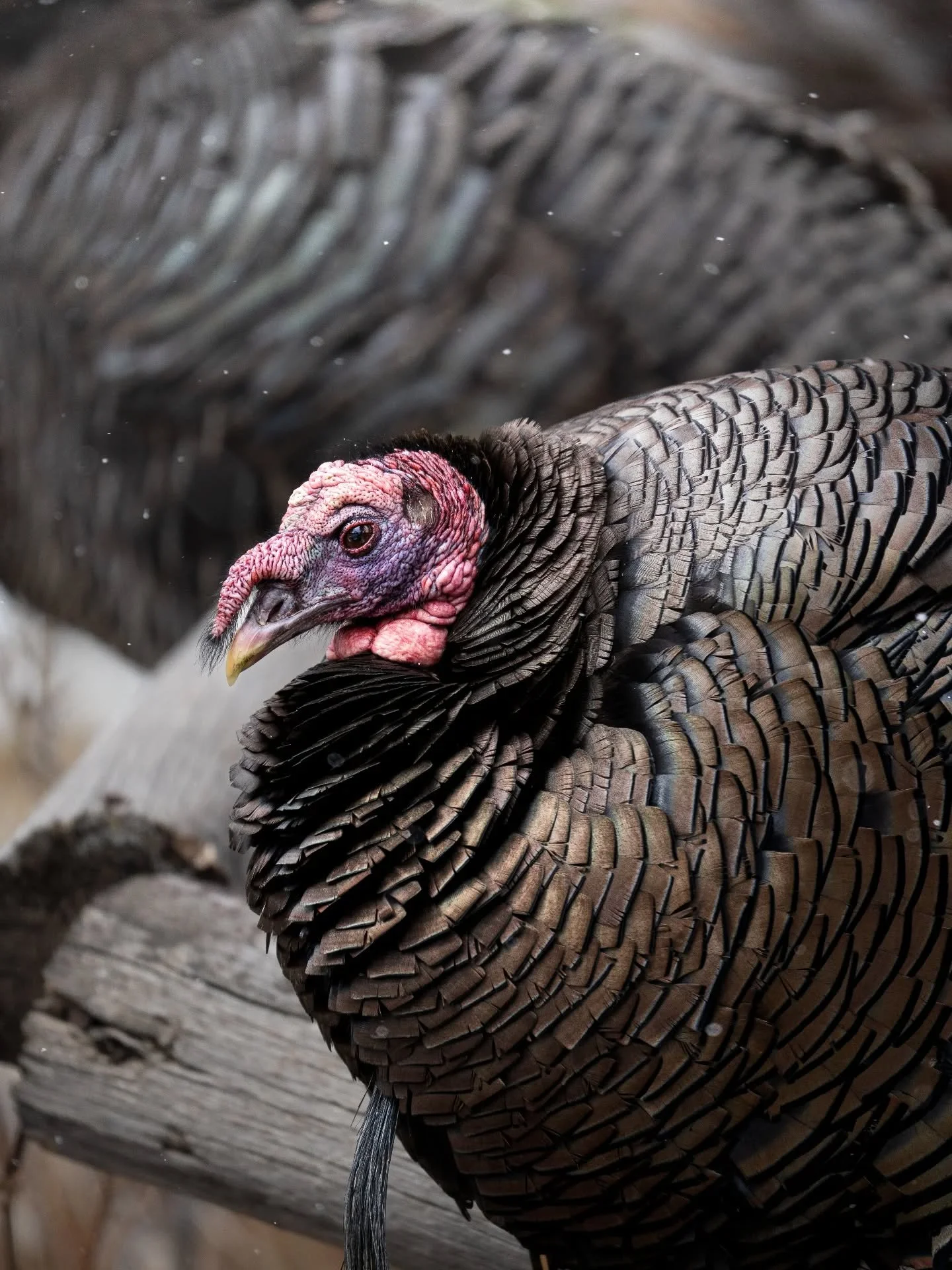 Turkeys are heneois creatures. Little dinosaurs if you will. Doesn't make em any less cool, look at these guys features!

#wildlifephotographer #coloradowildlife #sonyalphafemale