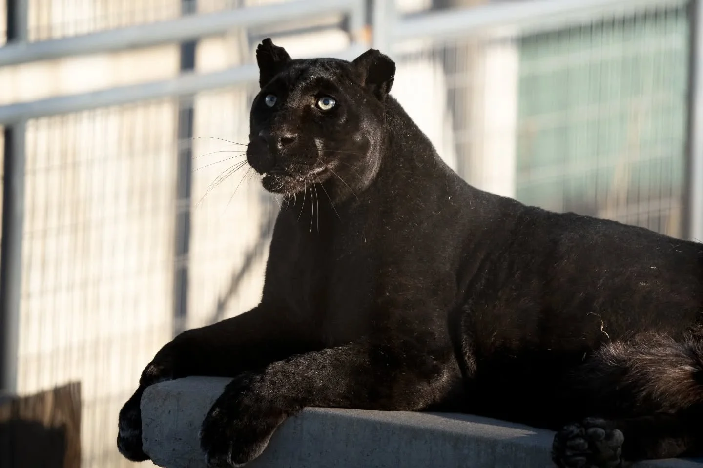 I have some photos from last Saturdays visit to the @wildanimalsanctuary last weekend. I got a few stellar shots, like this jaguar. Swipe to see him stare into your soul. 😍 Shocked I managed to get this through a fence, by using the tiniest focusing