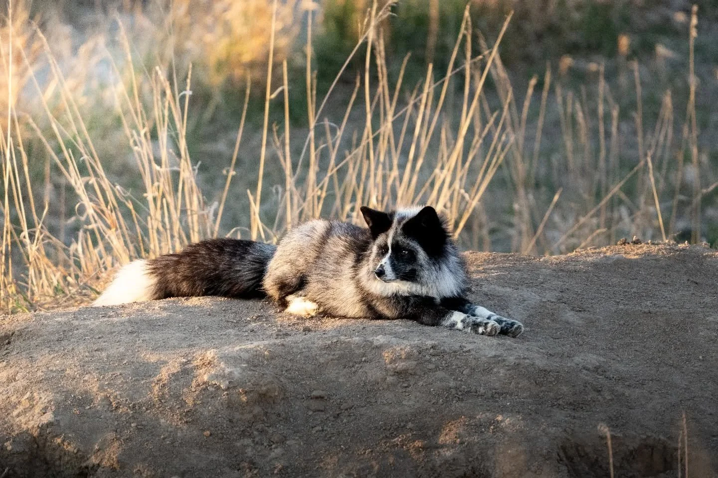 We saw this cutie on the way out of the Sanctuary. Sunbathing at sunset.