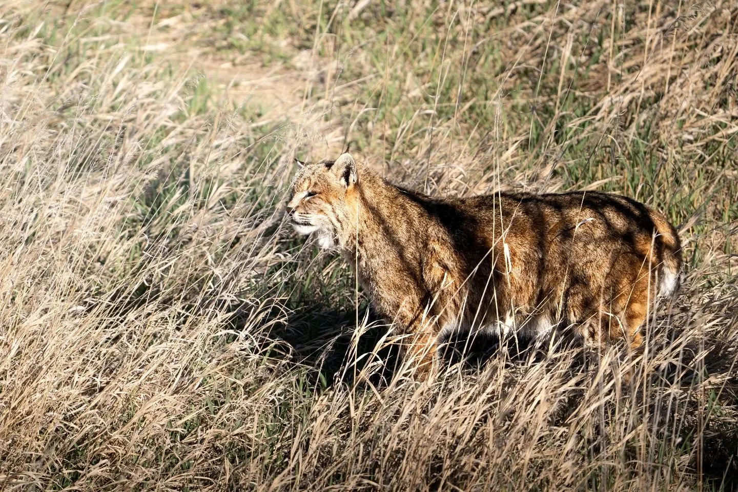 I can't wait to see one of these fellas in the wild. It's wild to me that this picture was taken from a bridge way above the kitty. Almost feels like I was ground level with it.

Go visit the Wild Animal sanctuary when you can, learn about all the an