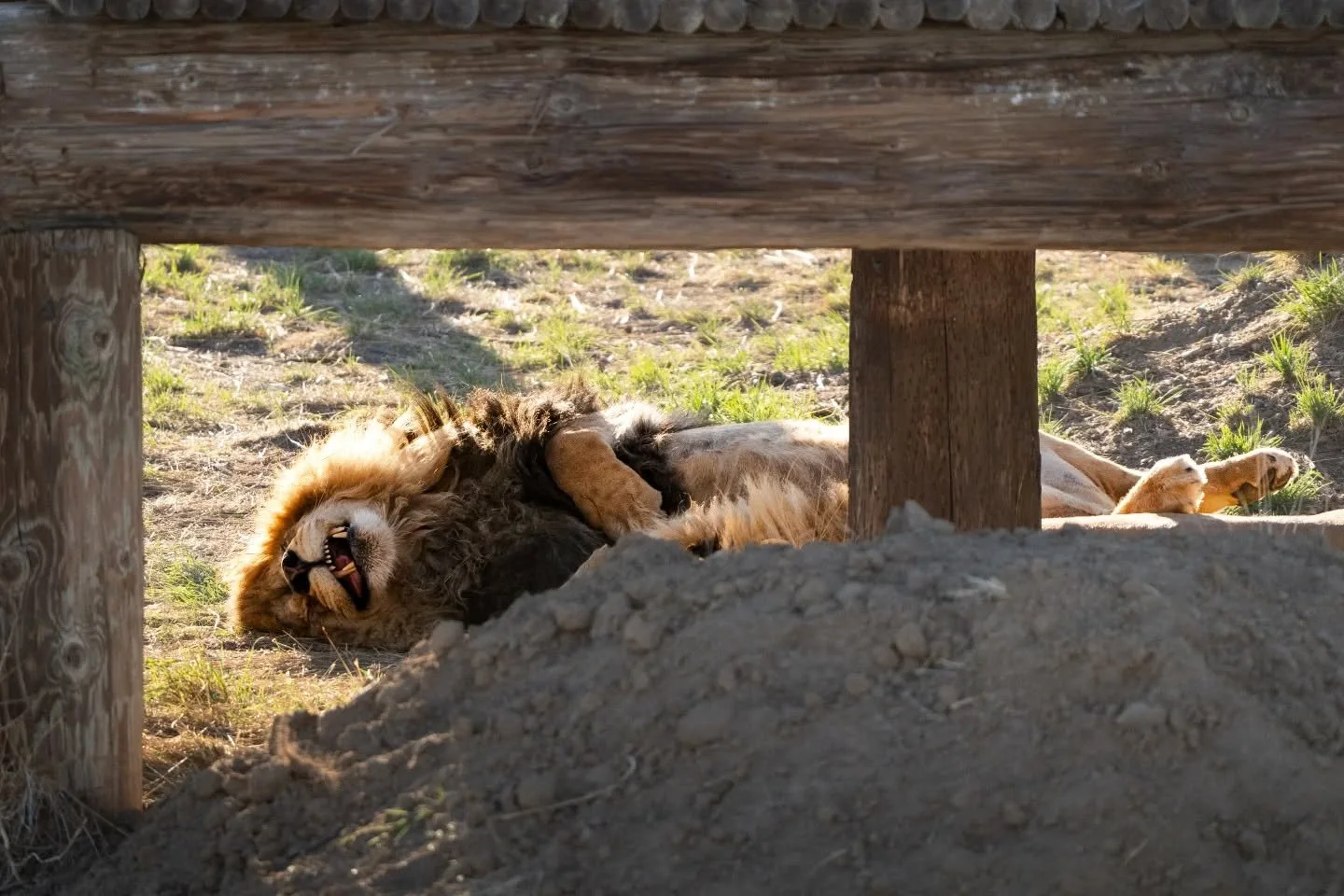 Happy Sunday, friends. This pair of lion brothers (yes there's two, can barely see the other) apparently came into the sanctuary with back problems. While they still have back pains, they are living their best life and sometimes that means sleeping o