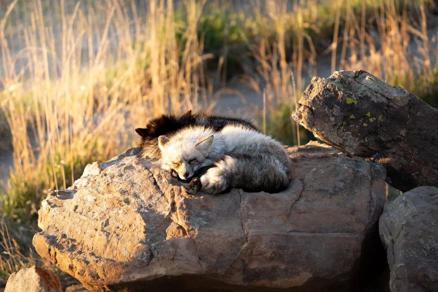 I want to finish posting my pics from the Sanctuary by tomorrow, so here's a bonus Sunday photo! A pair of foxes, sunbathing at sunset. Fun fact, these are all red foxes 😊

Got one more photo from last weekends visit, coming at the feed tomorrow. It