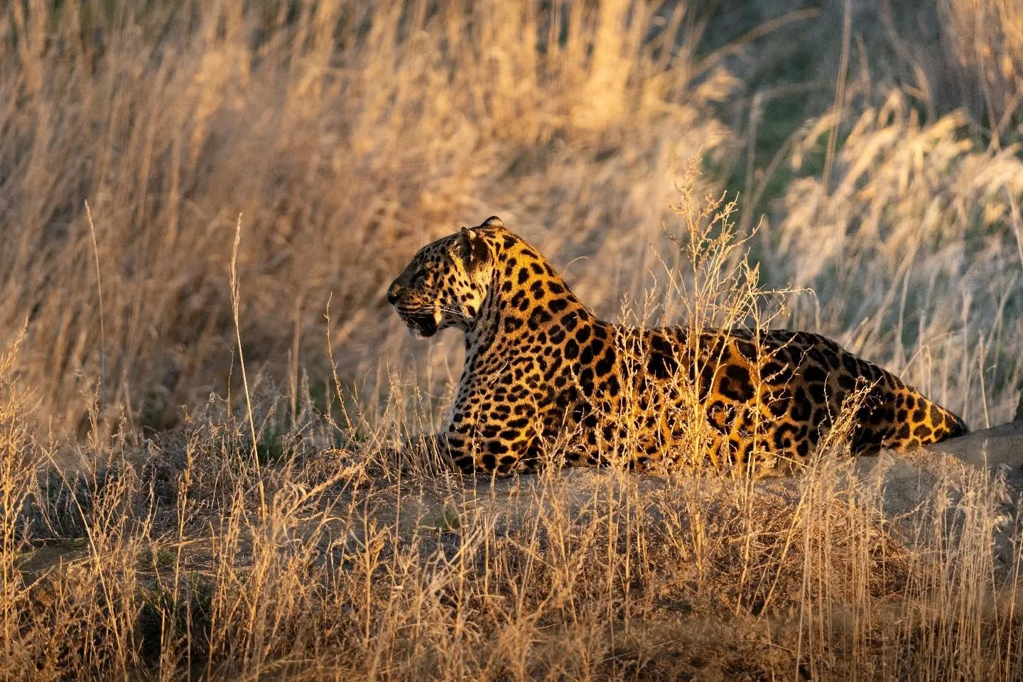 Right as I was leaving the Sanctuary, I captured this moment at sunset 😍 This was taken from 600mm, slightly cropped, and through a chain linked fence. Can't believe I managed to hand hold, still enough to capture this through a fence! Either way, t