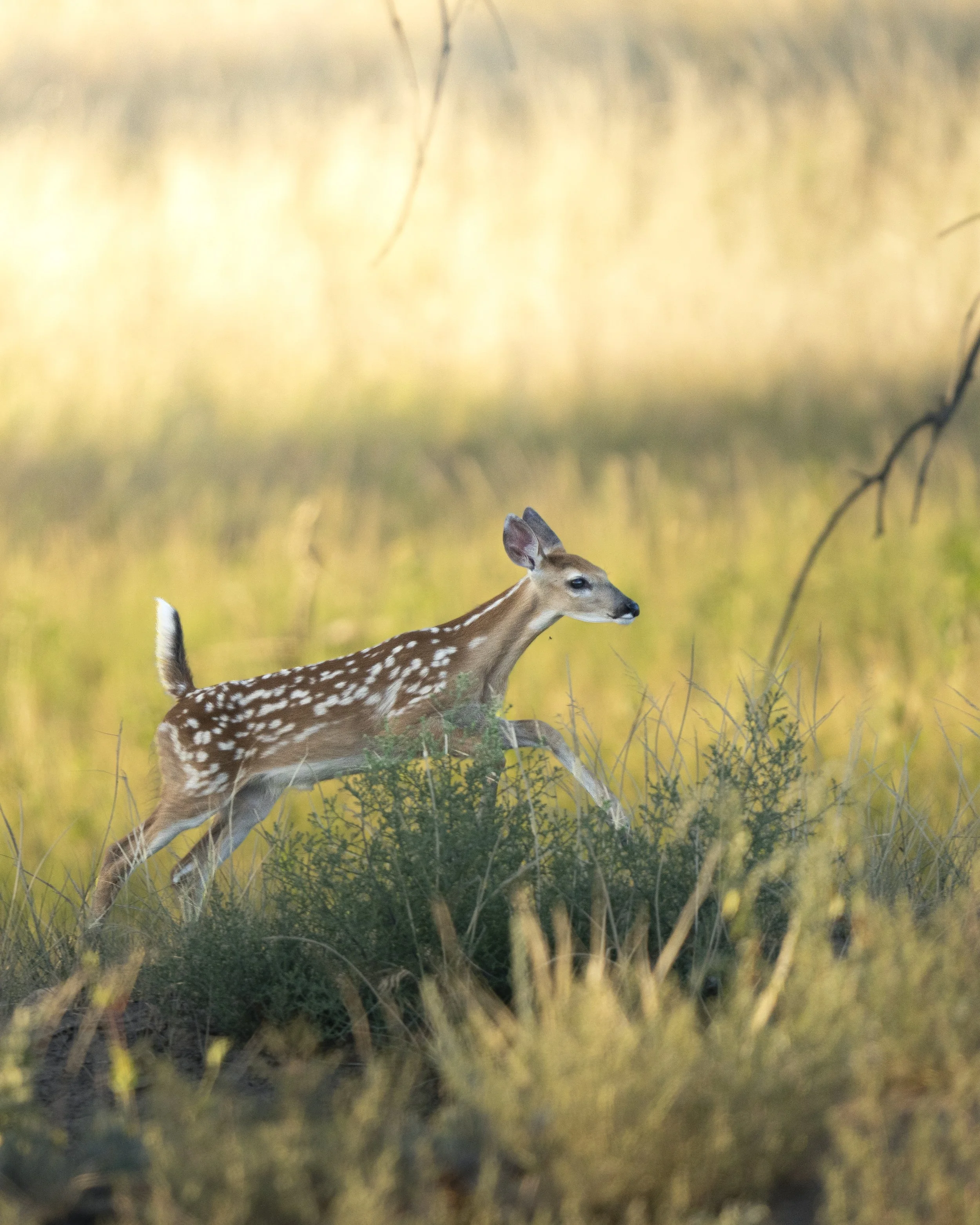 BabyDeerJump.jpg