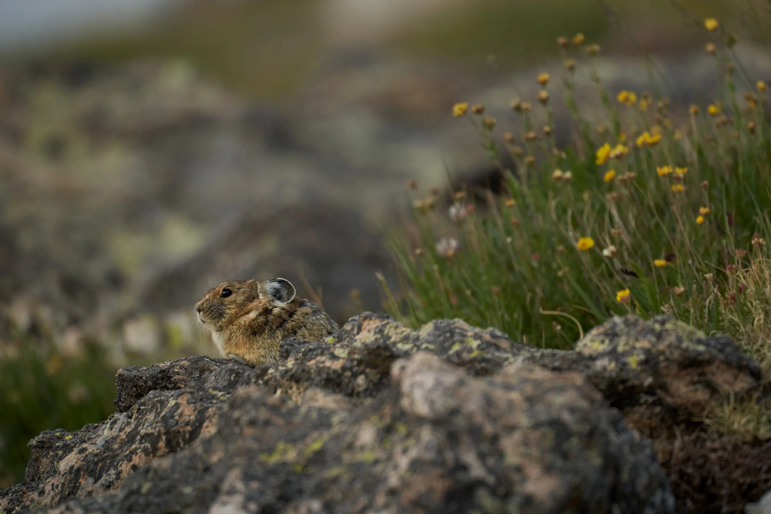 A small rodent, possibly a pika, resting on a rocky terrain near yellow wildflowers and green plants in a natural outdoor setting.