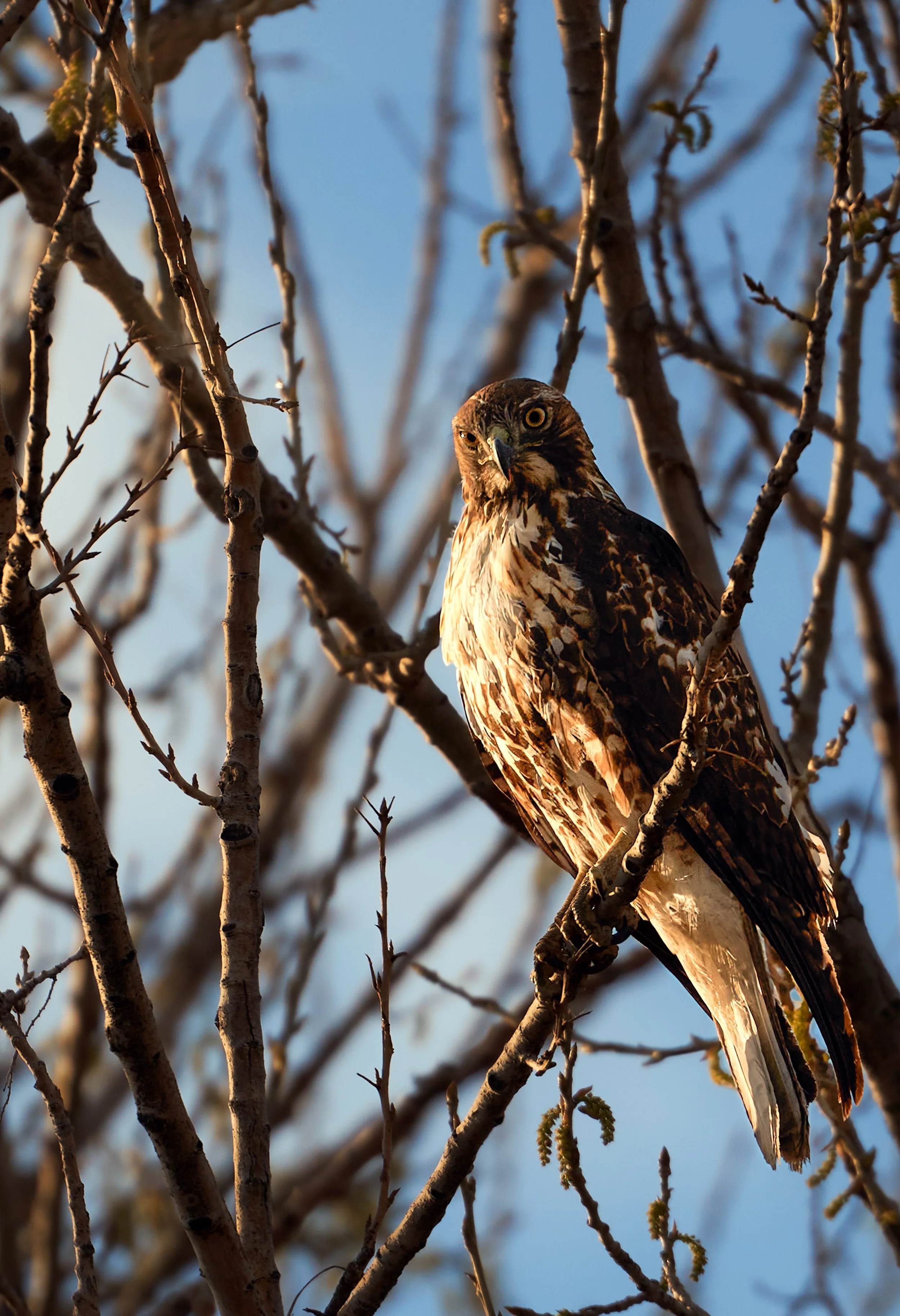 A hawk perched on a branch in a leafless tree with a clear blue sky in the background.