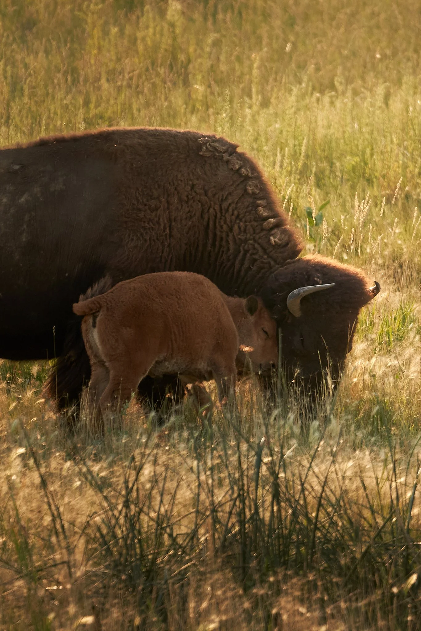 A grassy field with a bison and a calf resting together in the sunlight.