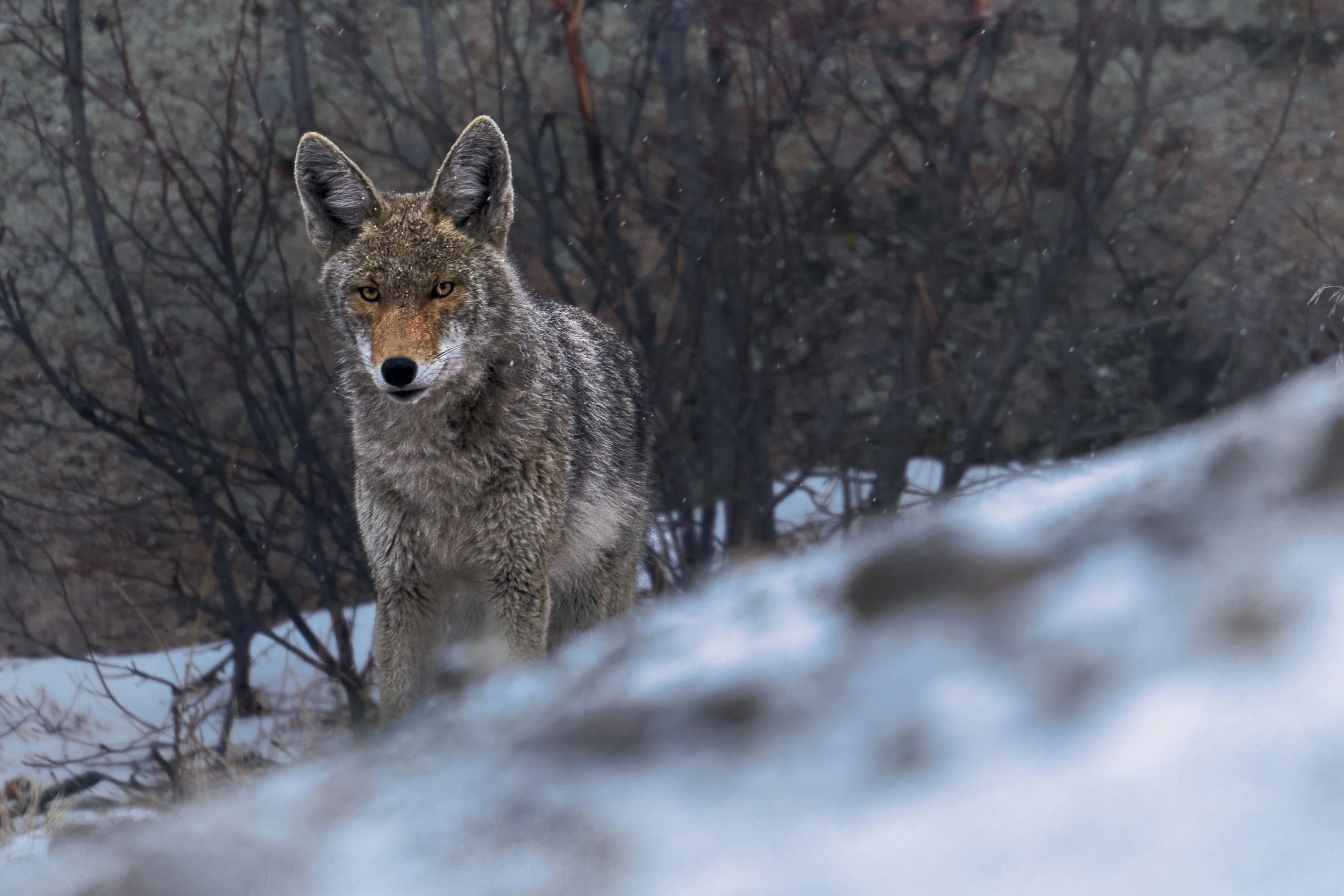 A wolf standing on snow, facing forward, with bare bushy trees in the background.