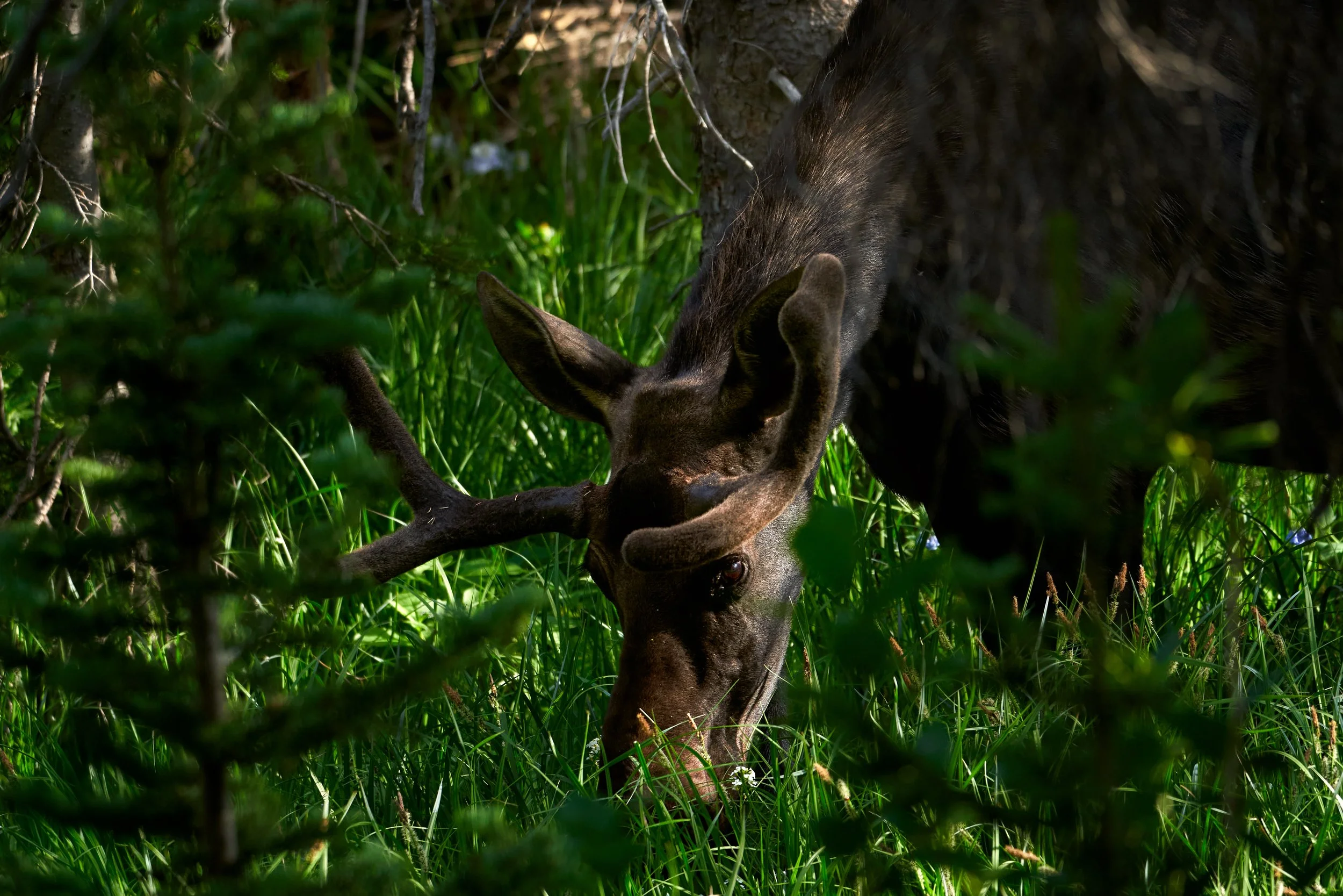 A black bear with a gray face is rooting through green grass and foliage in a forested area.