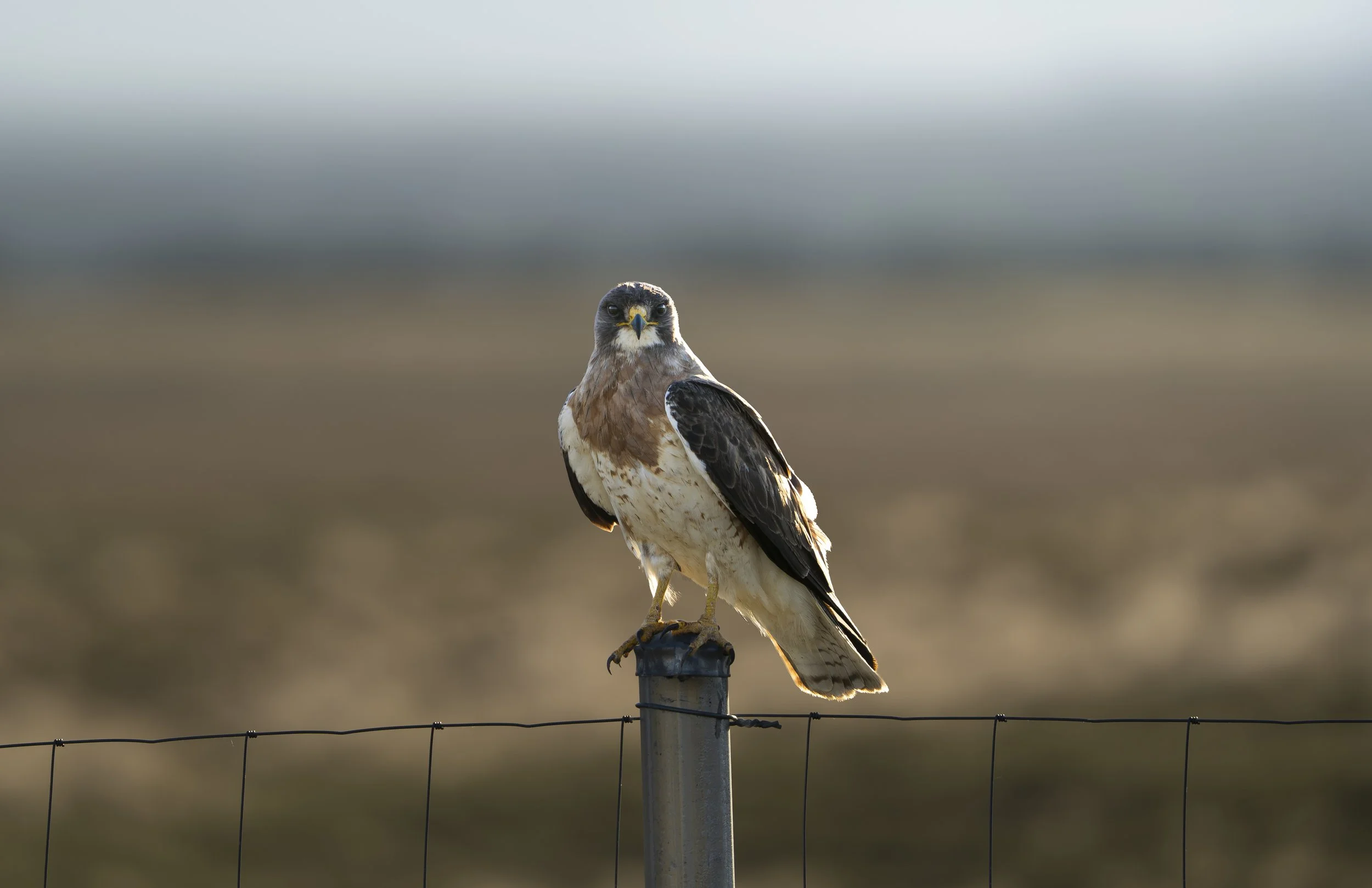 BirdOfPrey.jpg