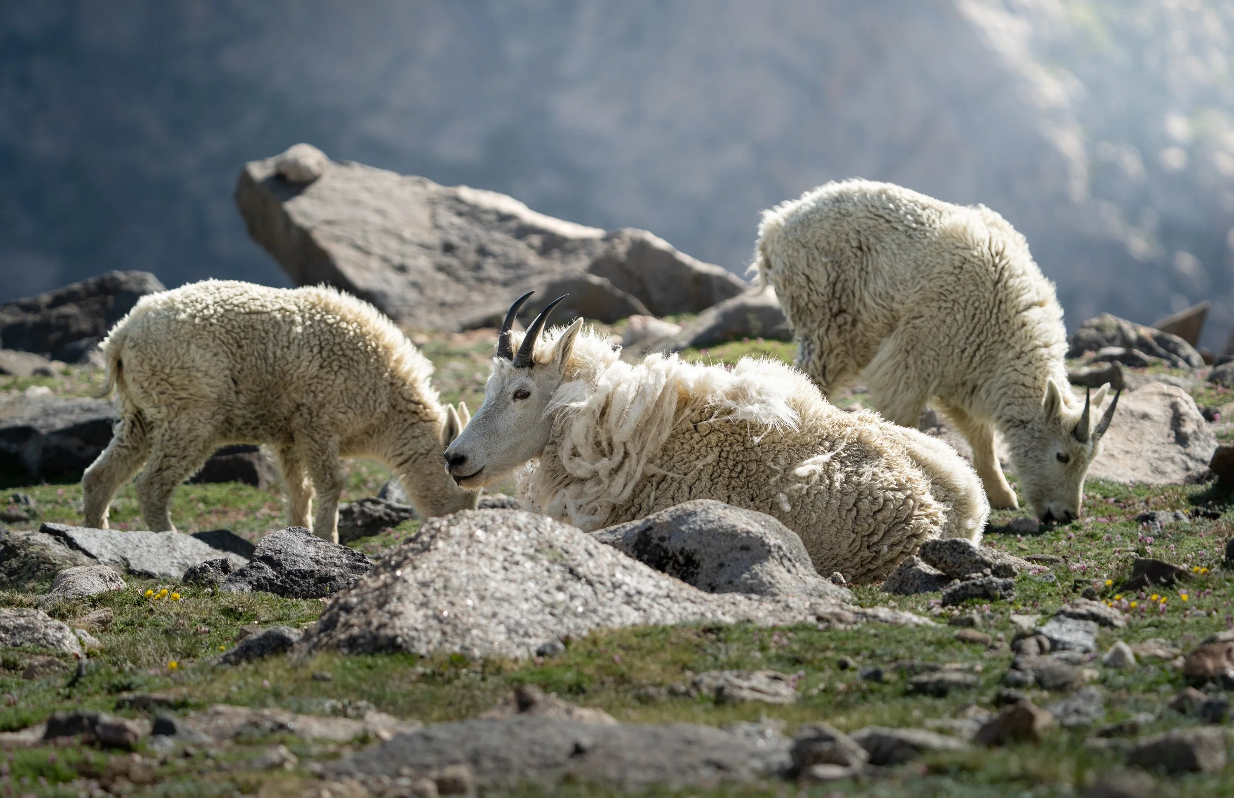 MountainGoats.jpg