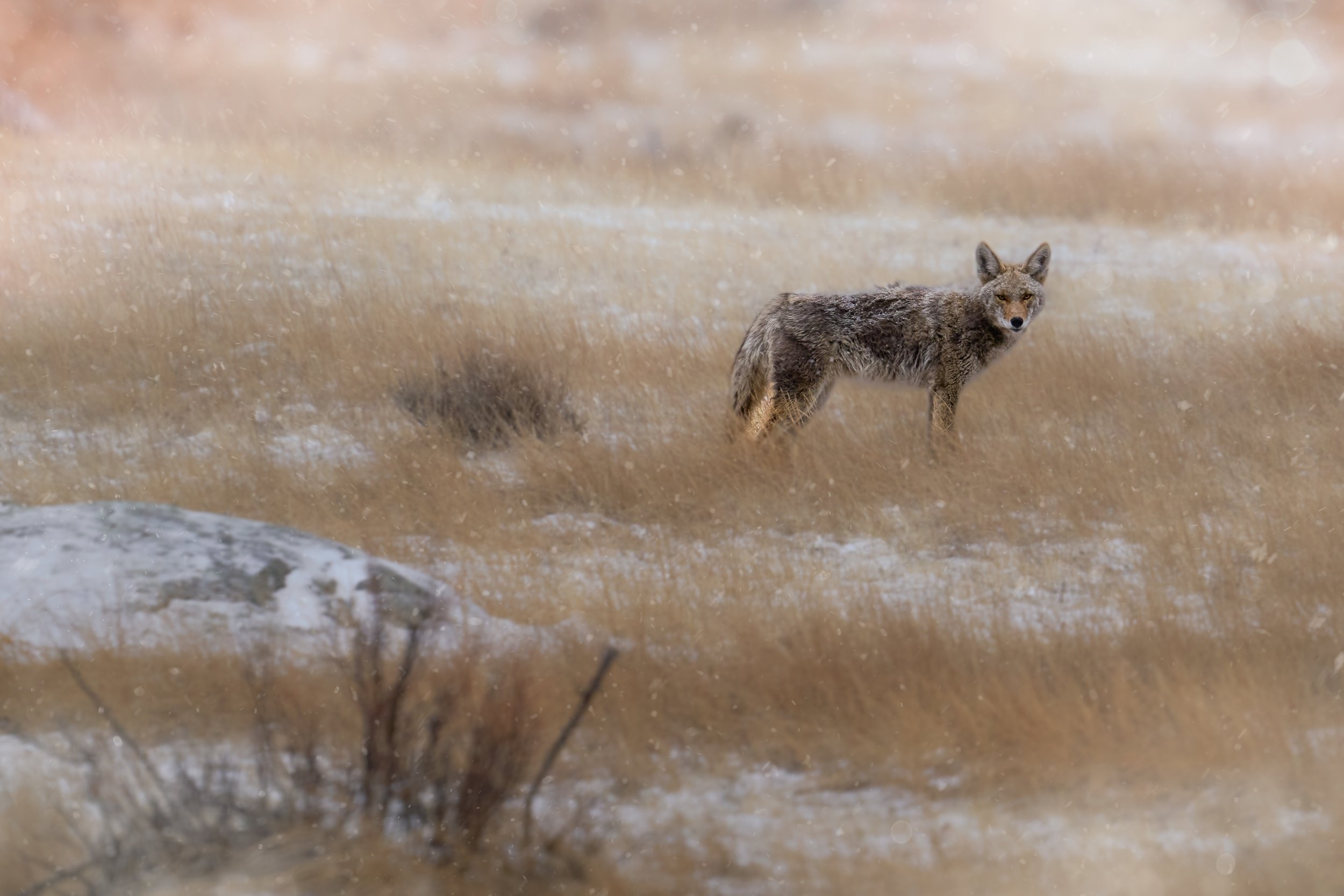 A coyote standing in a grassy field during snowfall, with patches of snow on the ground and a blurred background.