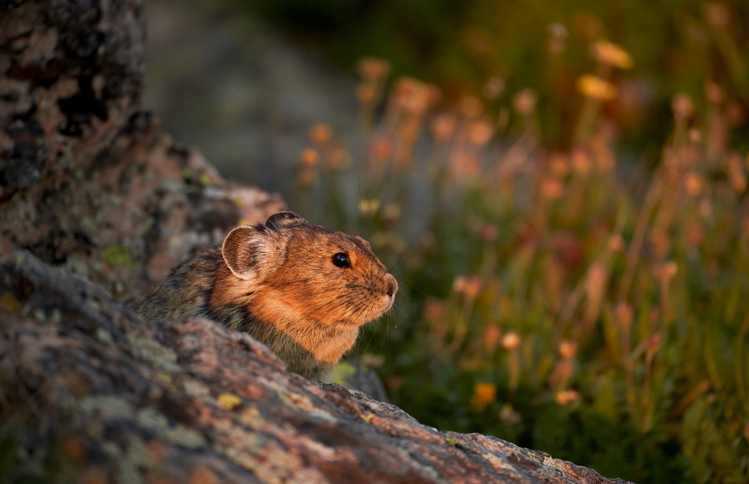 Pika