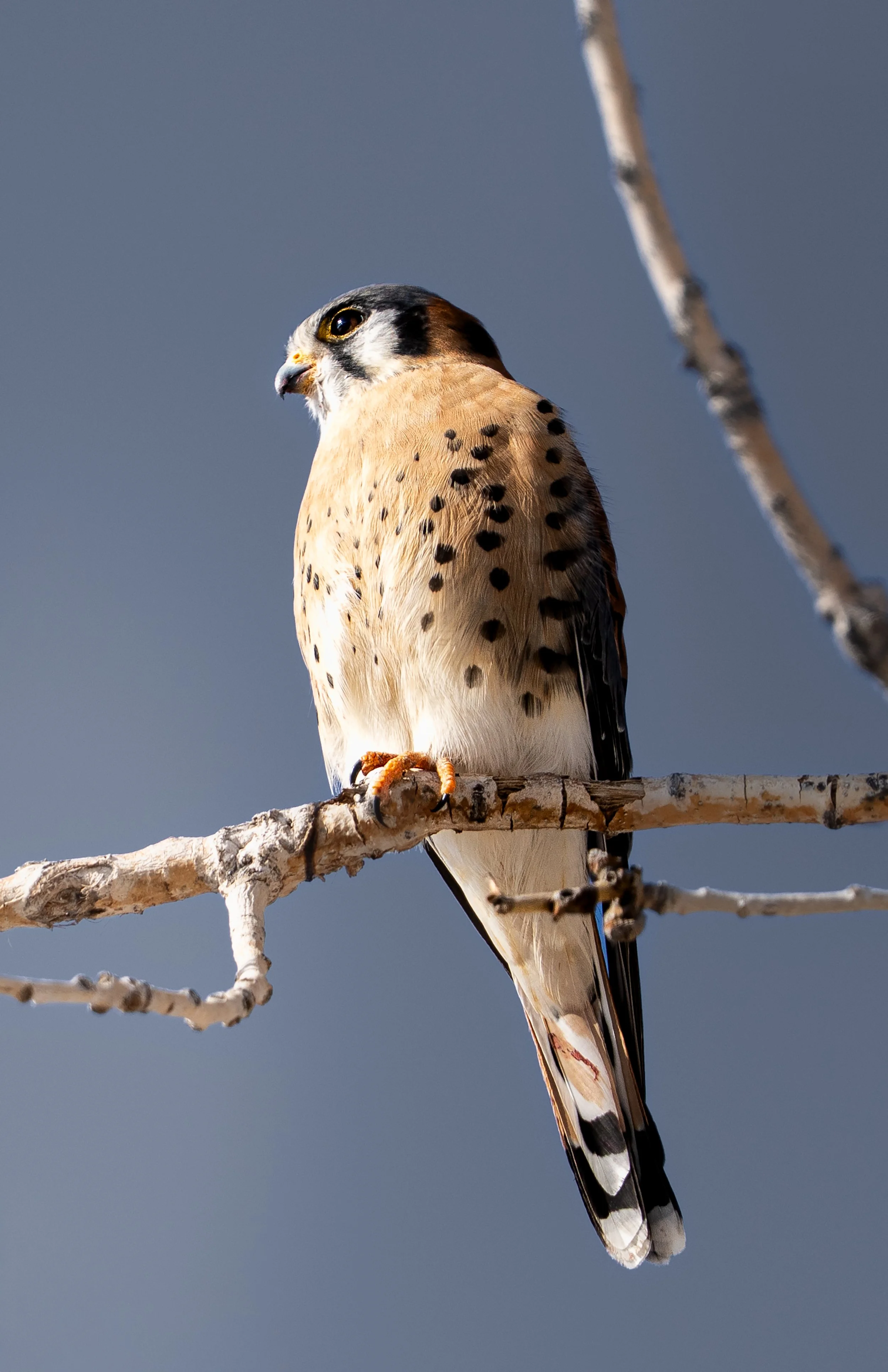 American Kestrel