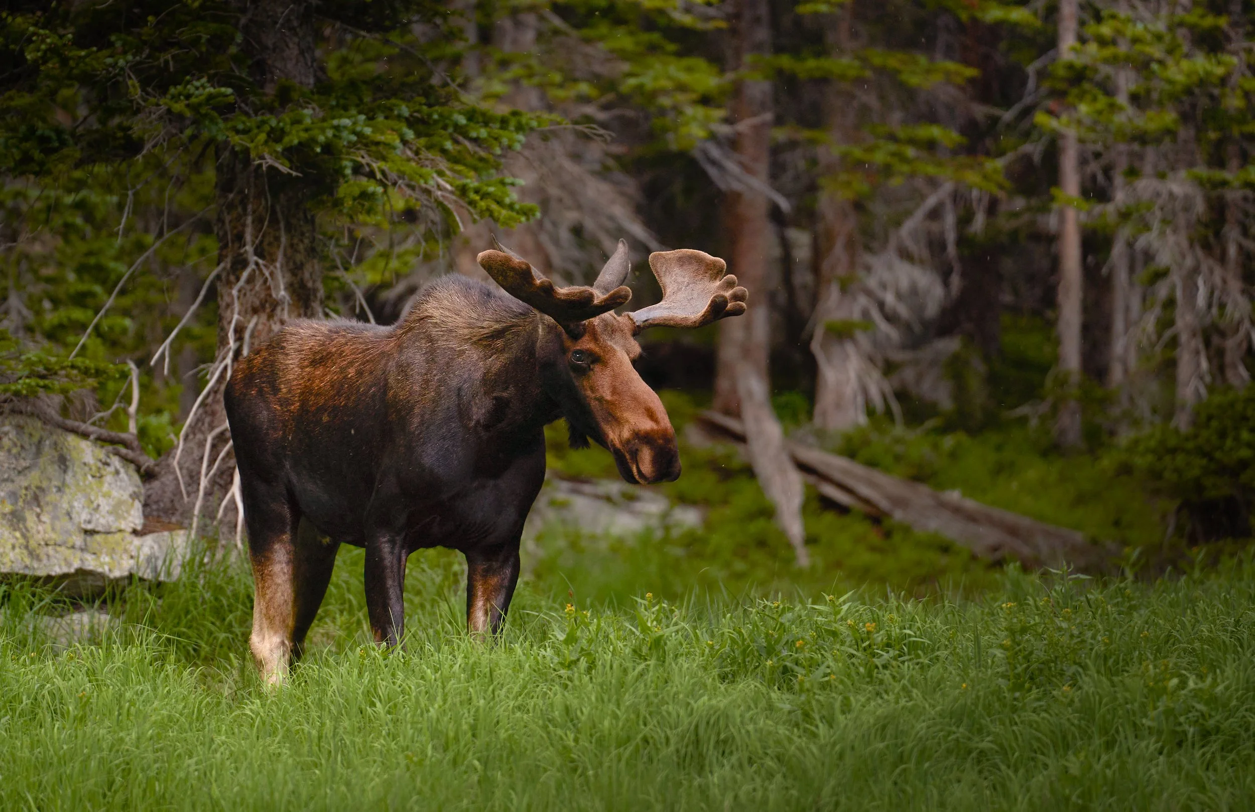 Moose