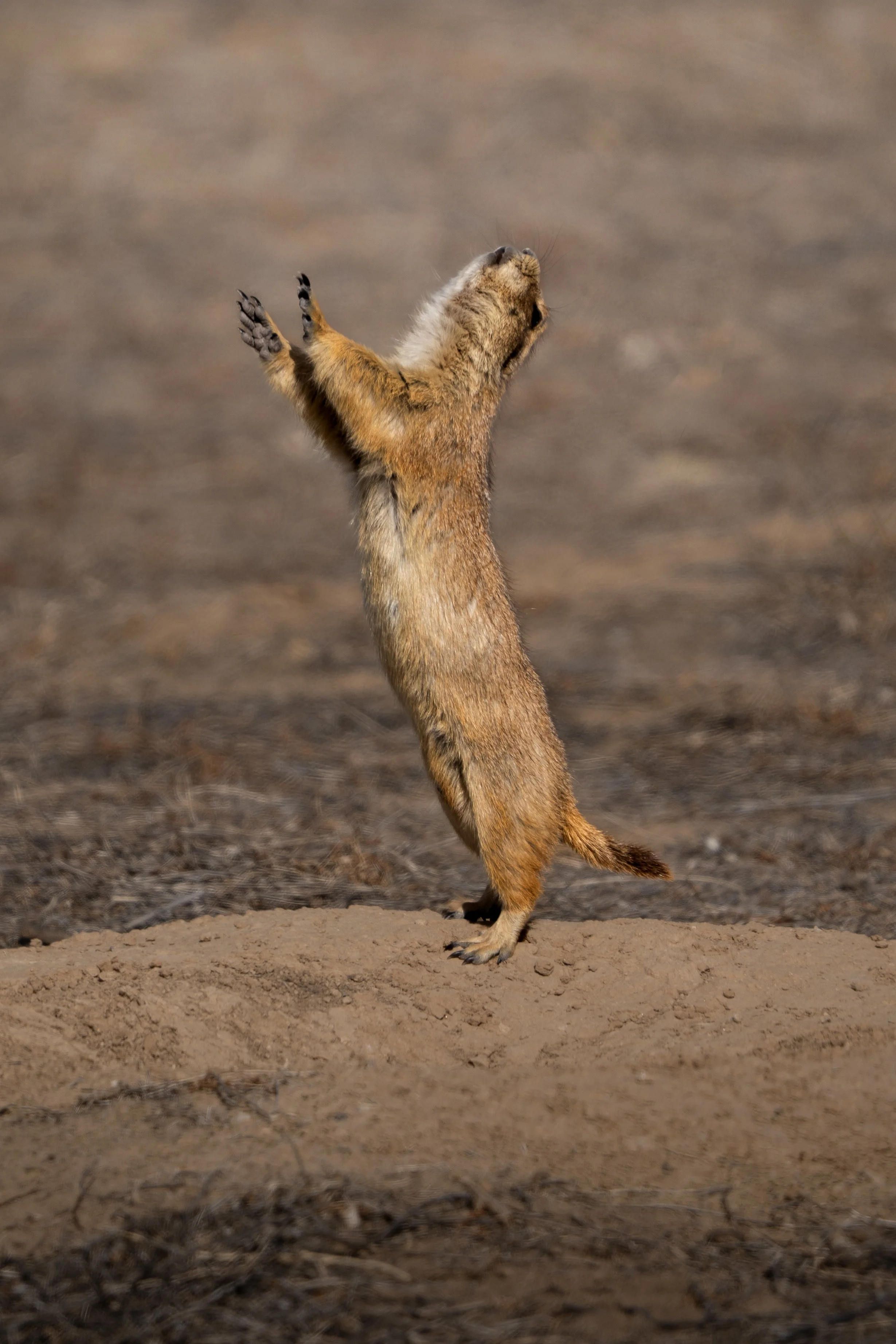 An animal standing on its hind legs with front paws raised, head tilted back, in a desert-like environment.