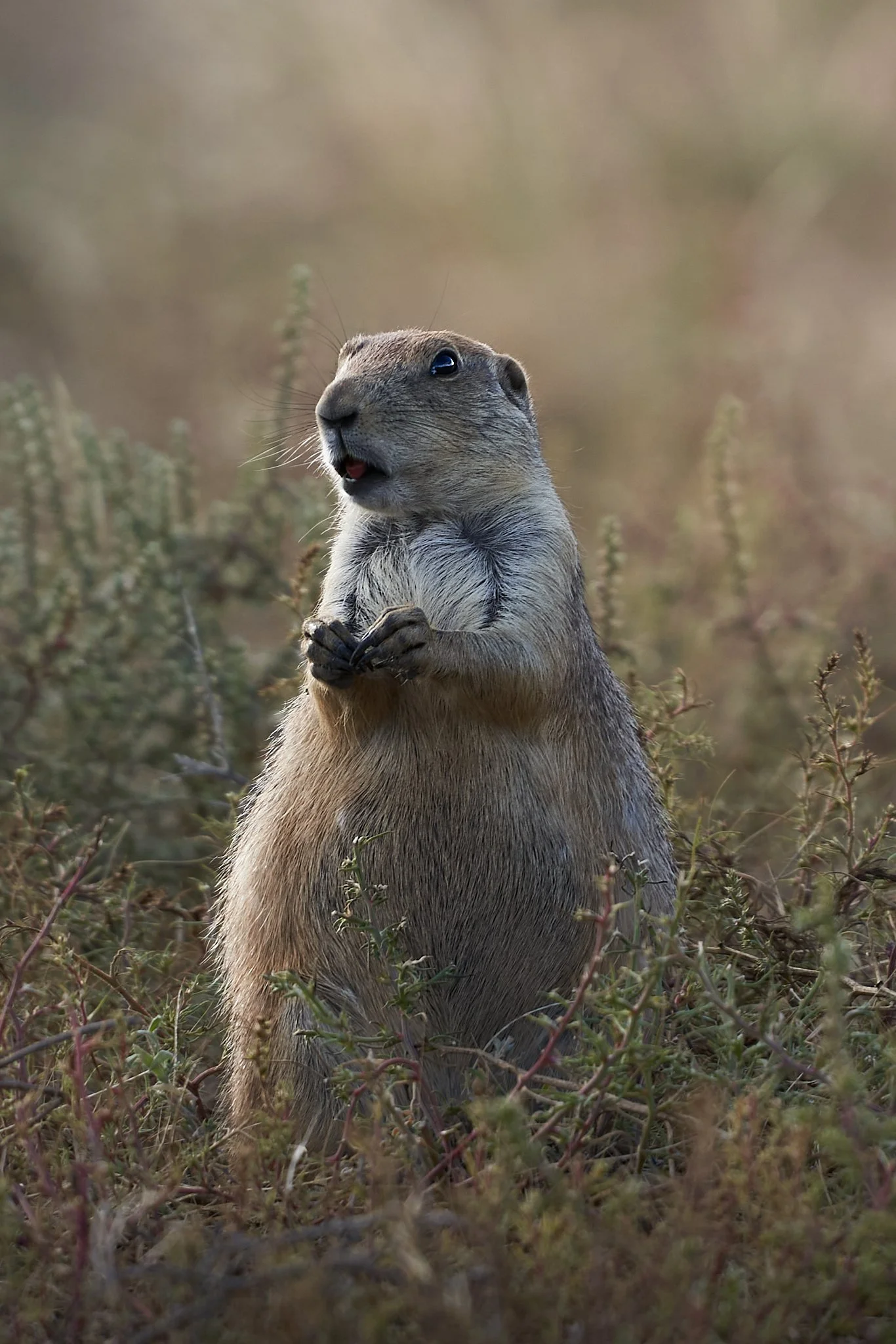 Close-up of a prairie dog standing upright with its paws together in a grassy field.