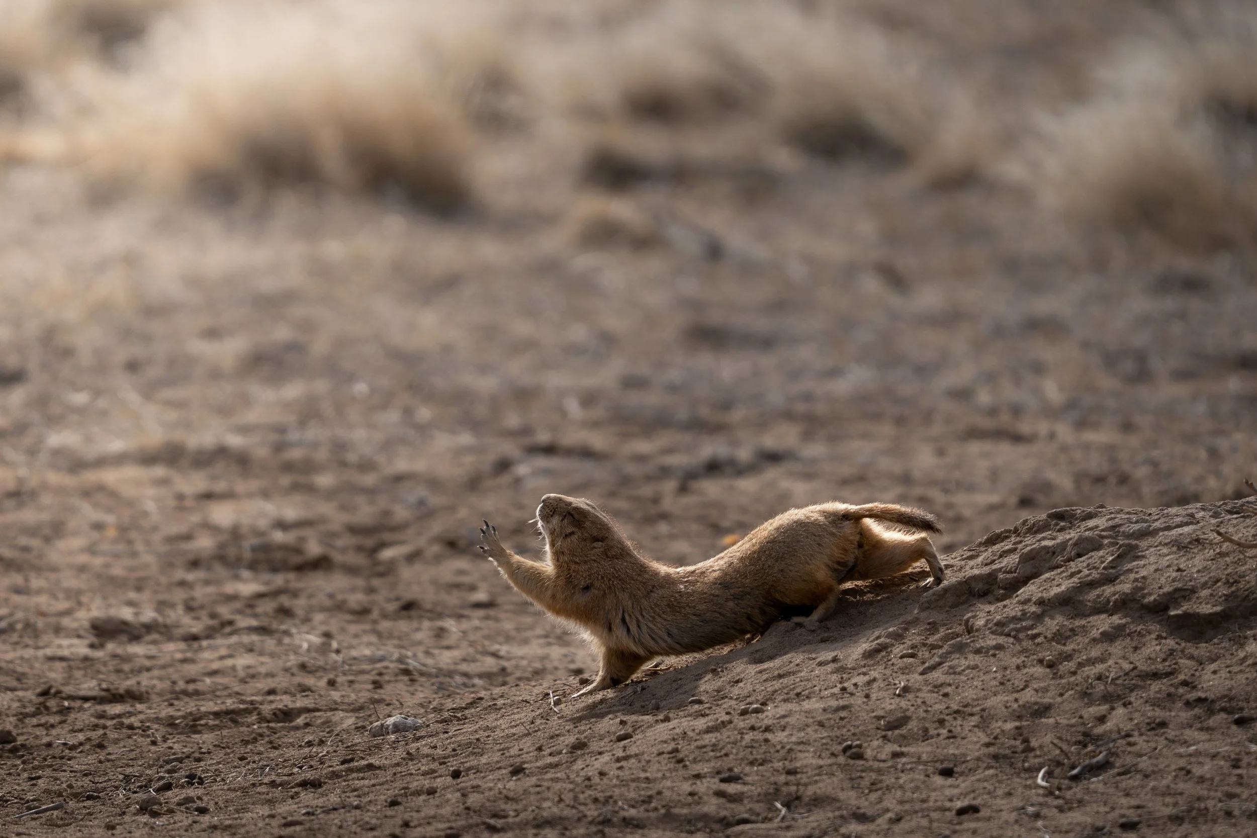 A mountain lion cub is sliding down a sandy slope with its body stretched out and paws extended.