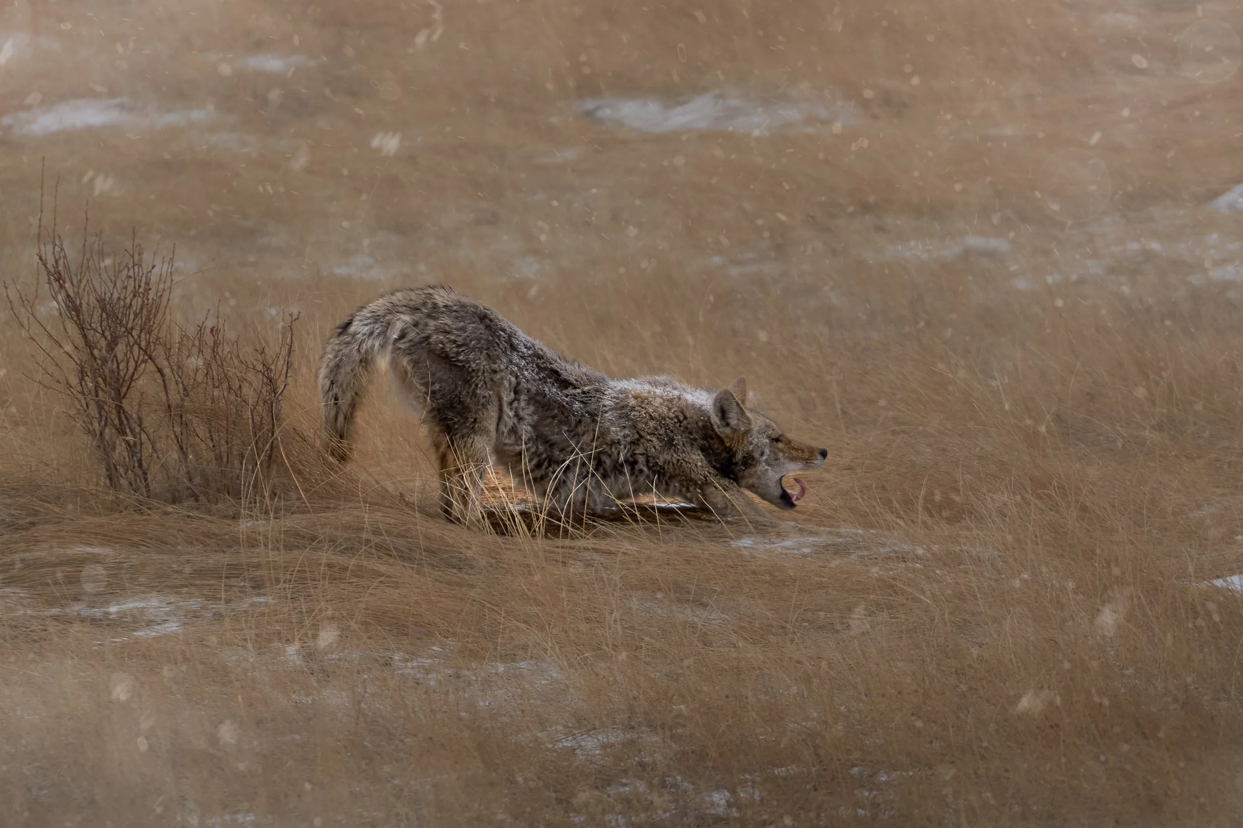 A wolf standing on dry grass near water, with its mouth open.